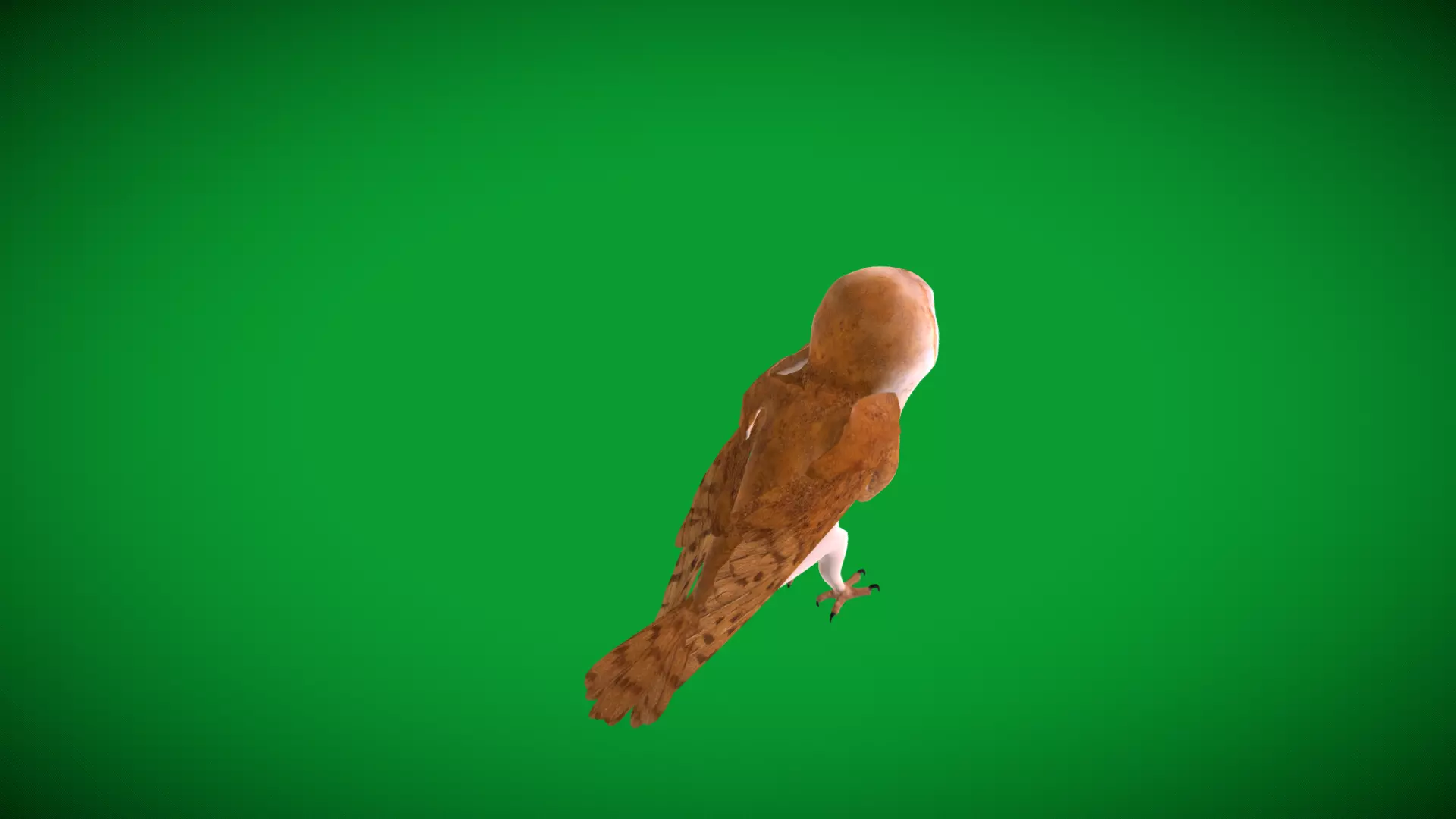 Asian Barn Owl Bird Low-poly 3D model_54