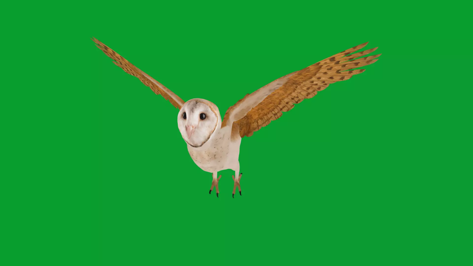 Asian Barn Owl Bird Low-poly 3D model_38