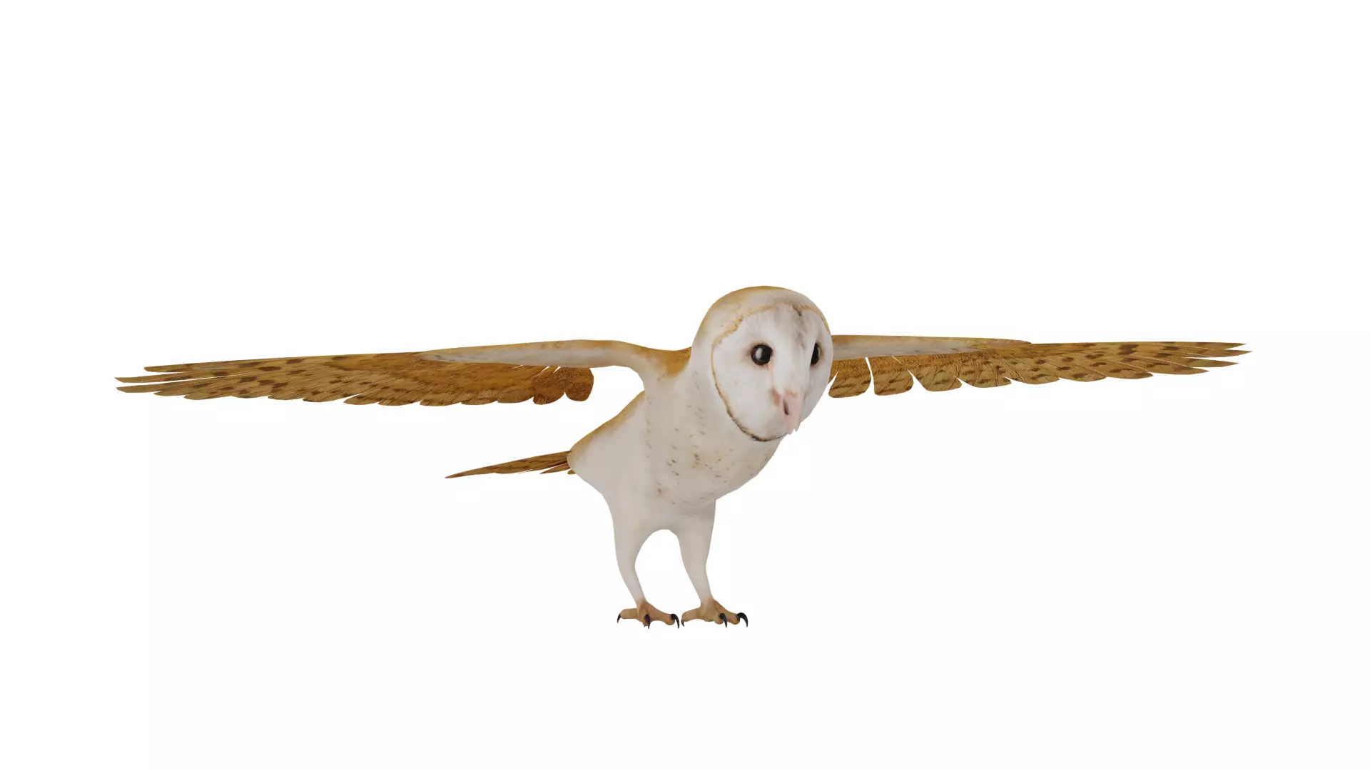 Asian Barn Owl Bird Low-poly 3D model_46
