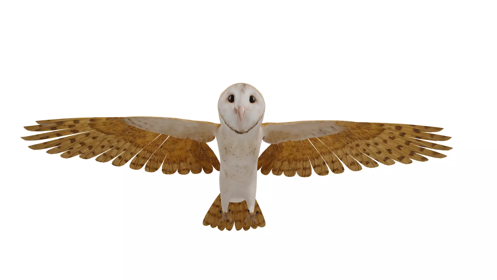 Asian Barn Owl Bird Low-poly 3D model_47