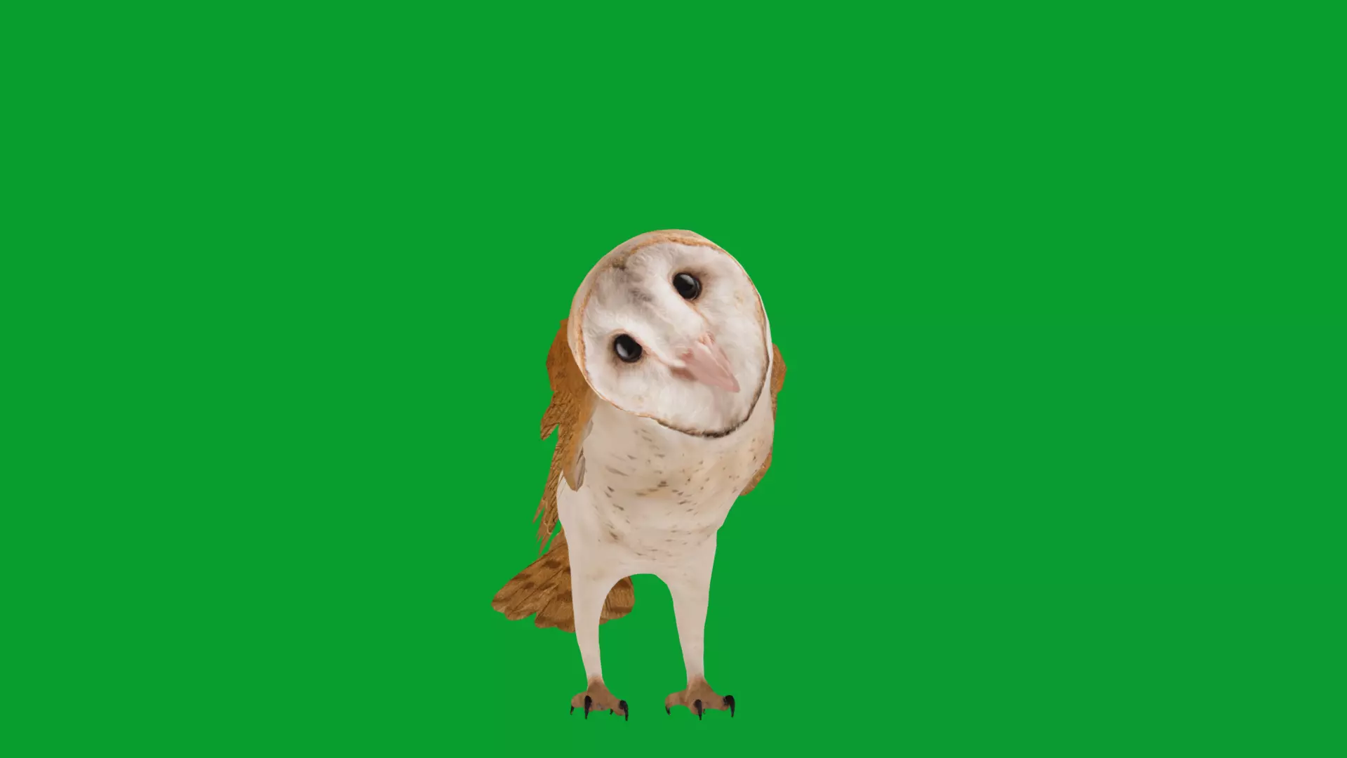 Asian Barn Owl Bird Low-poly 3D model_13