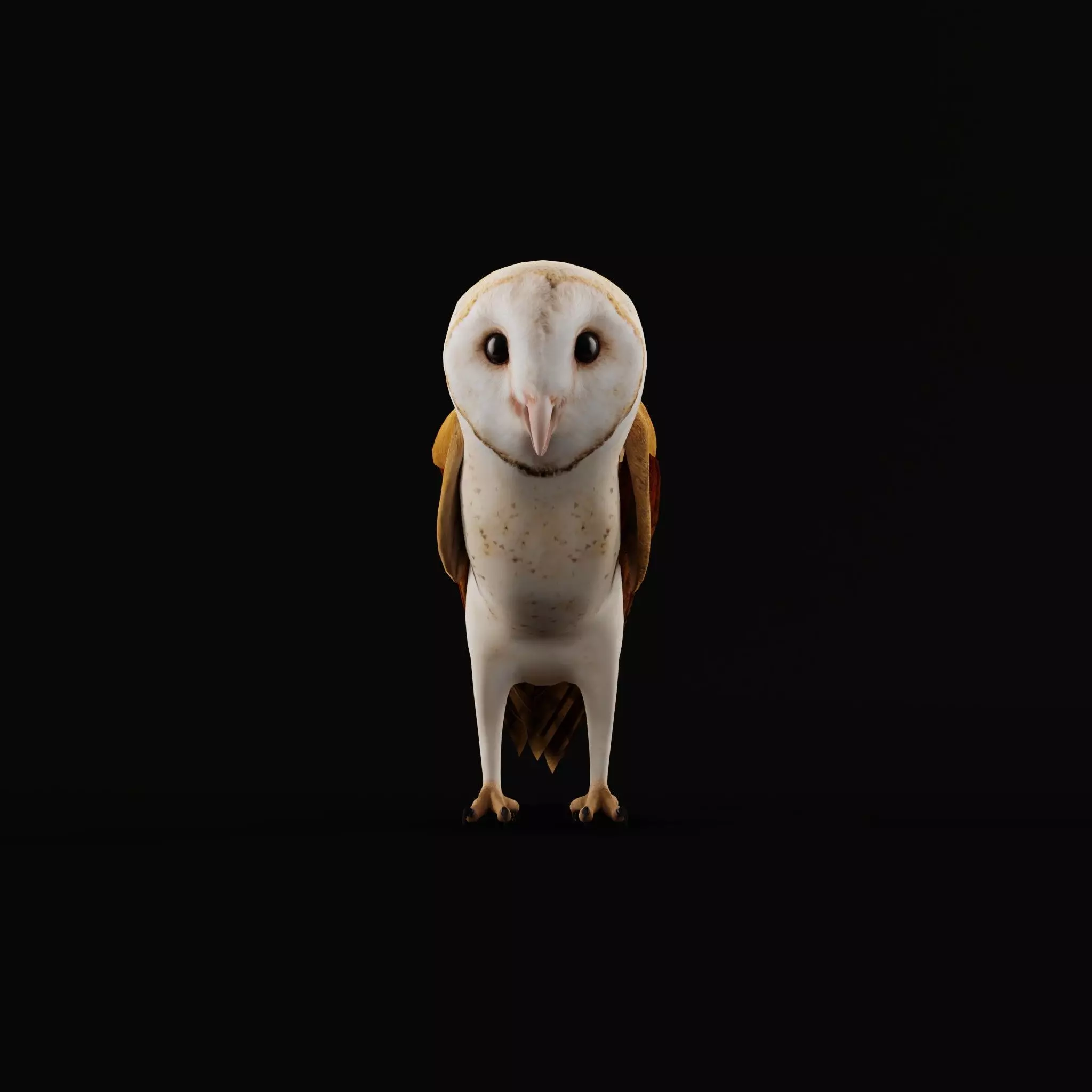 Asian Barn Owl Bird Low-poly 3D model_12