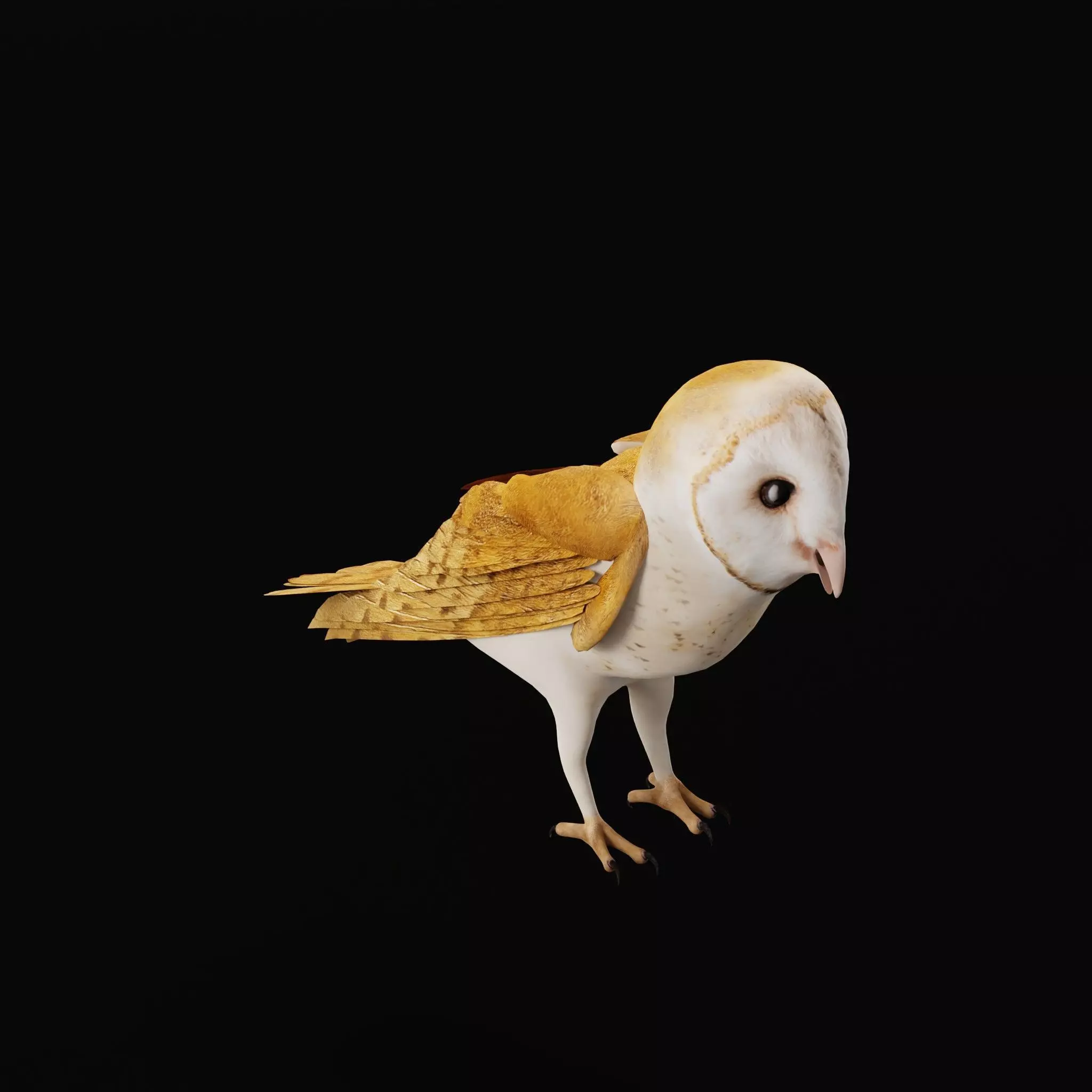 Asian Barn Owl Bird Low-poly 3D model_15
