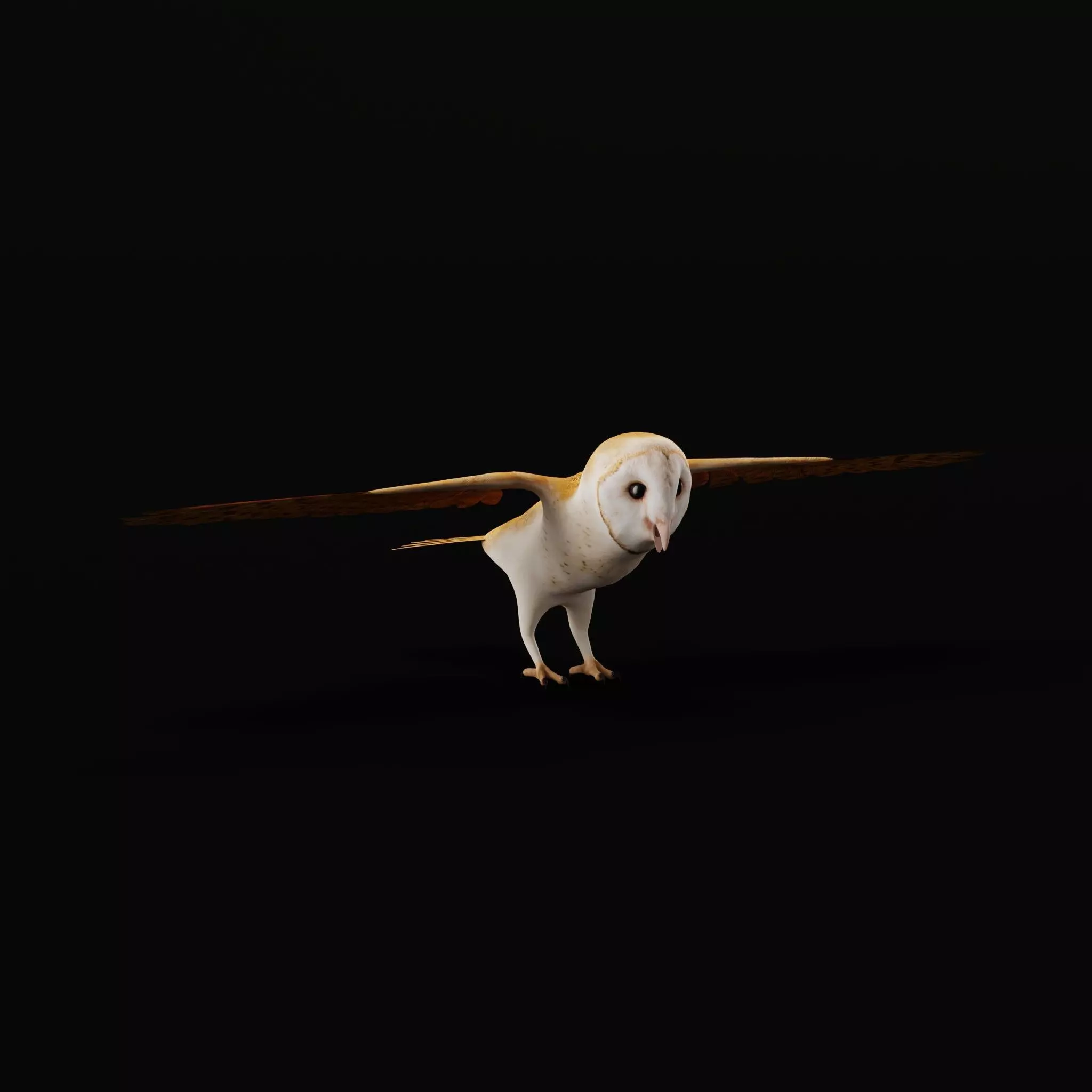 Asian Barn Owl Bird Low-poly 3D model_10