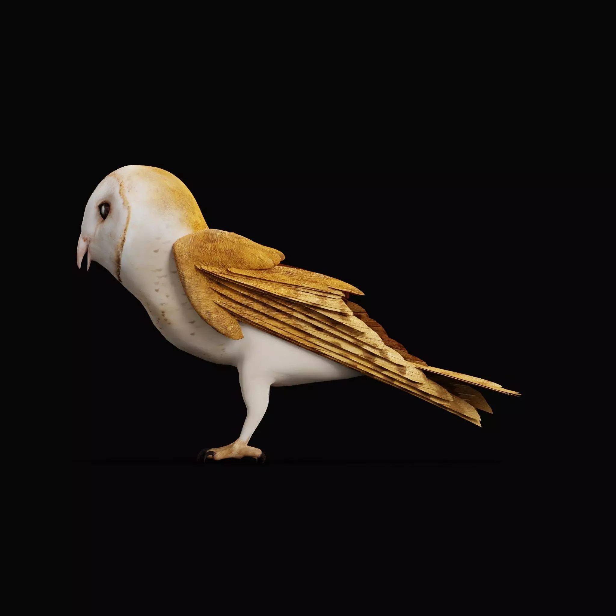 Asian Barn Owl Bird Low-poly 3D model_20