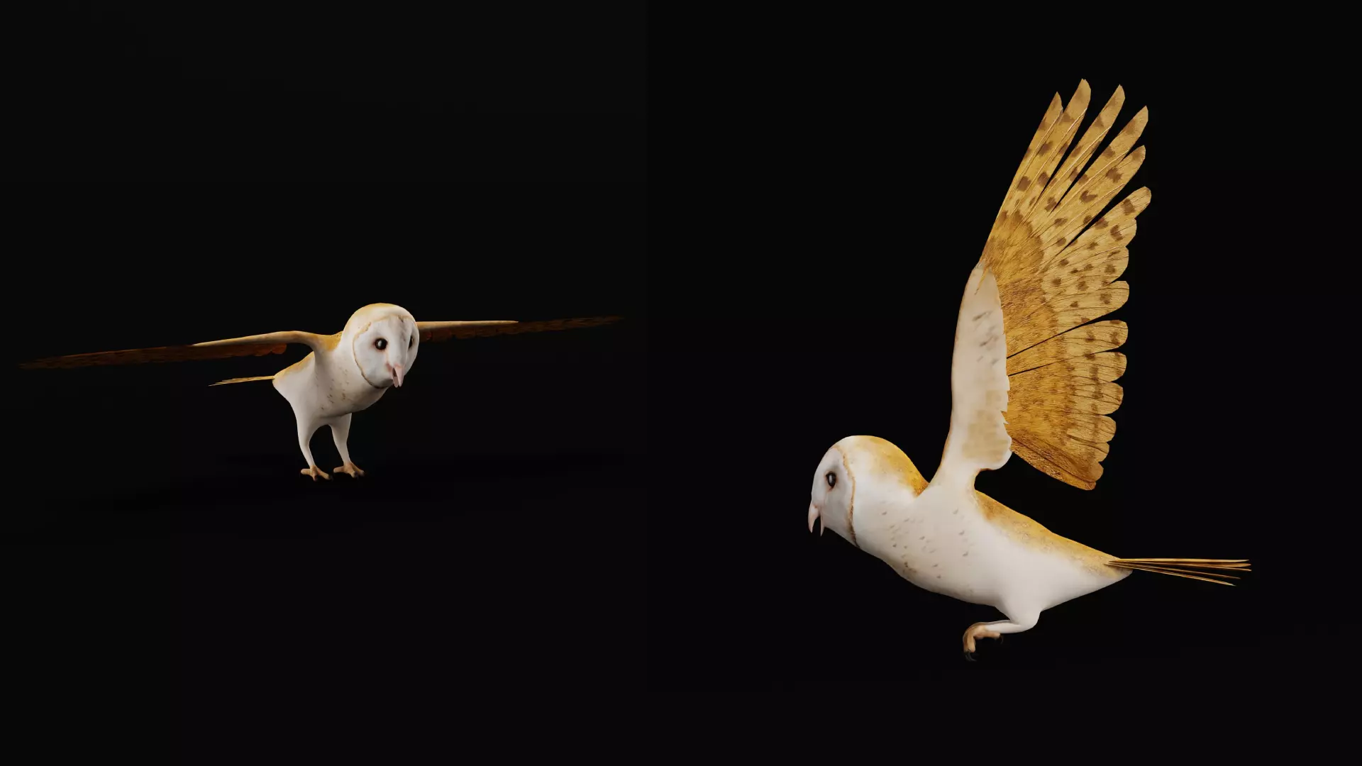 Asian Barn Owl Bird Low-poly 3D model_35