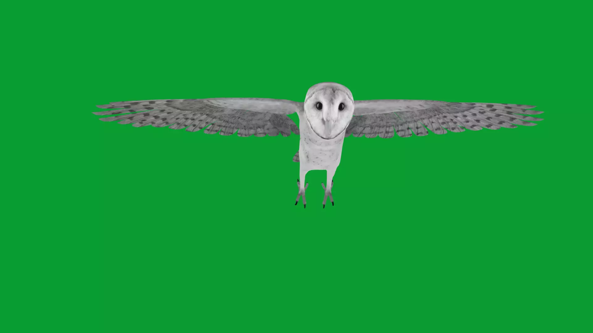 Asian Barn Owl Bird Low-poly 3D model_33