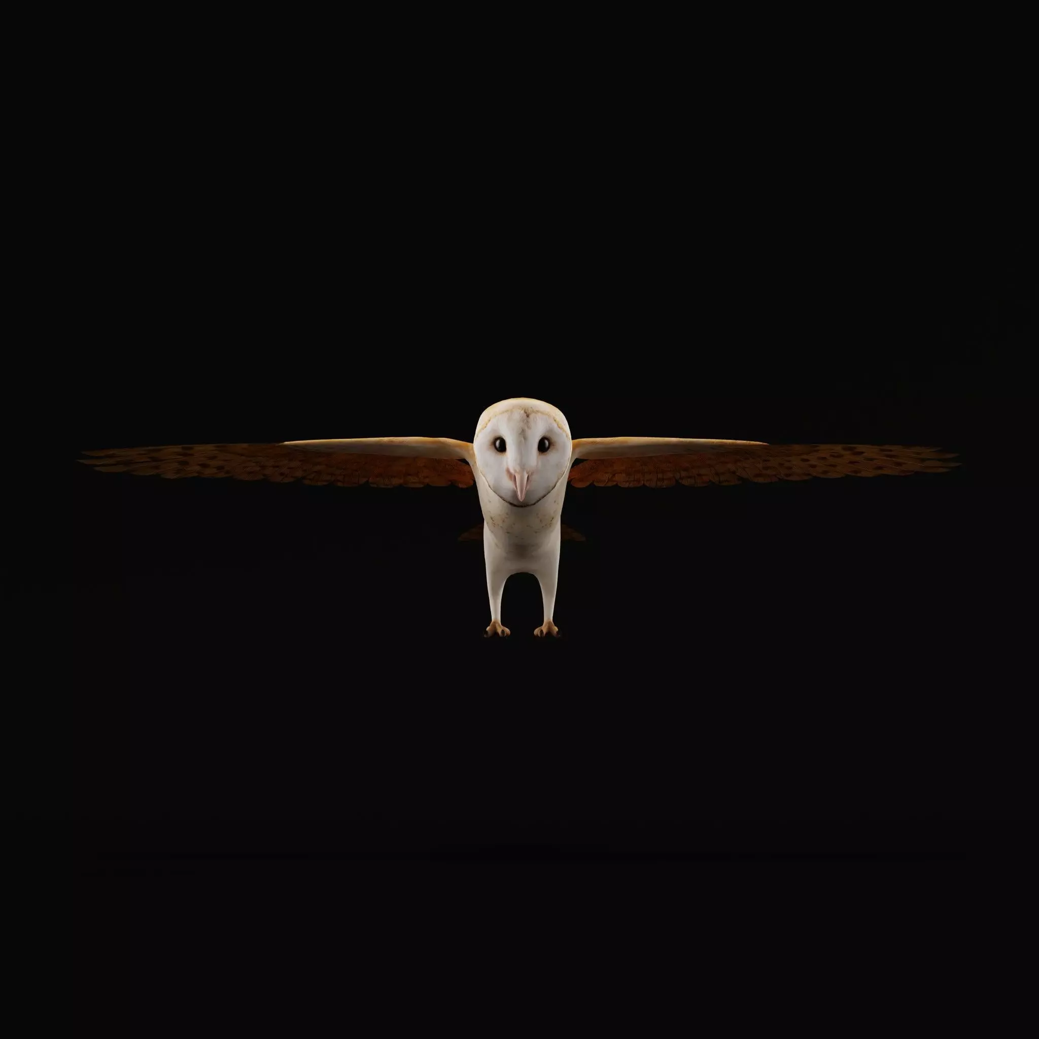 Asian Barn Owl Bird Low-poly 3D model_18