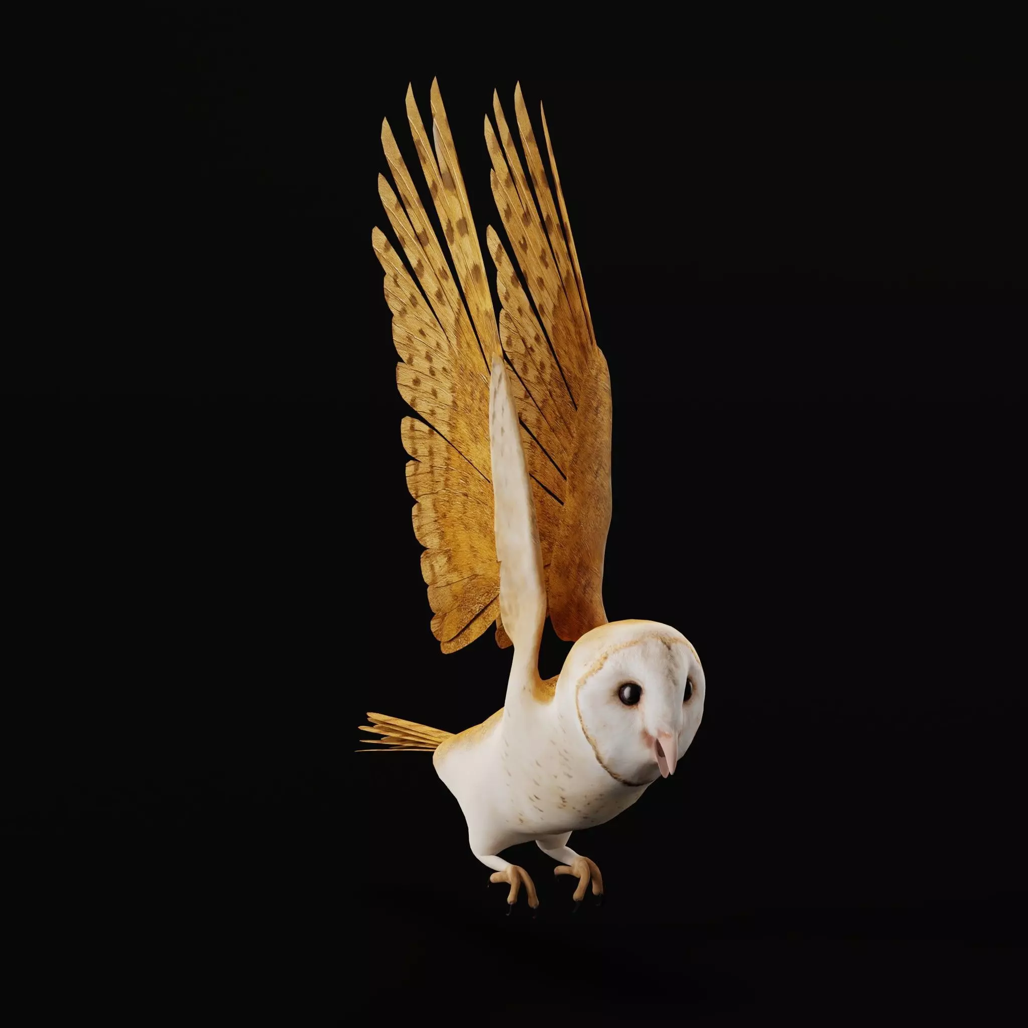 Asian Barn Owl Bird Low-poly 3D model_19