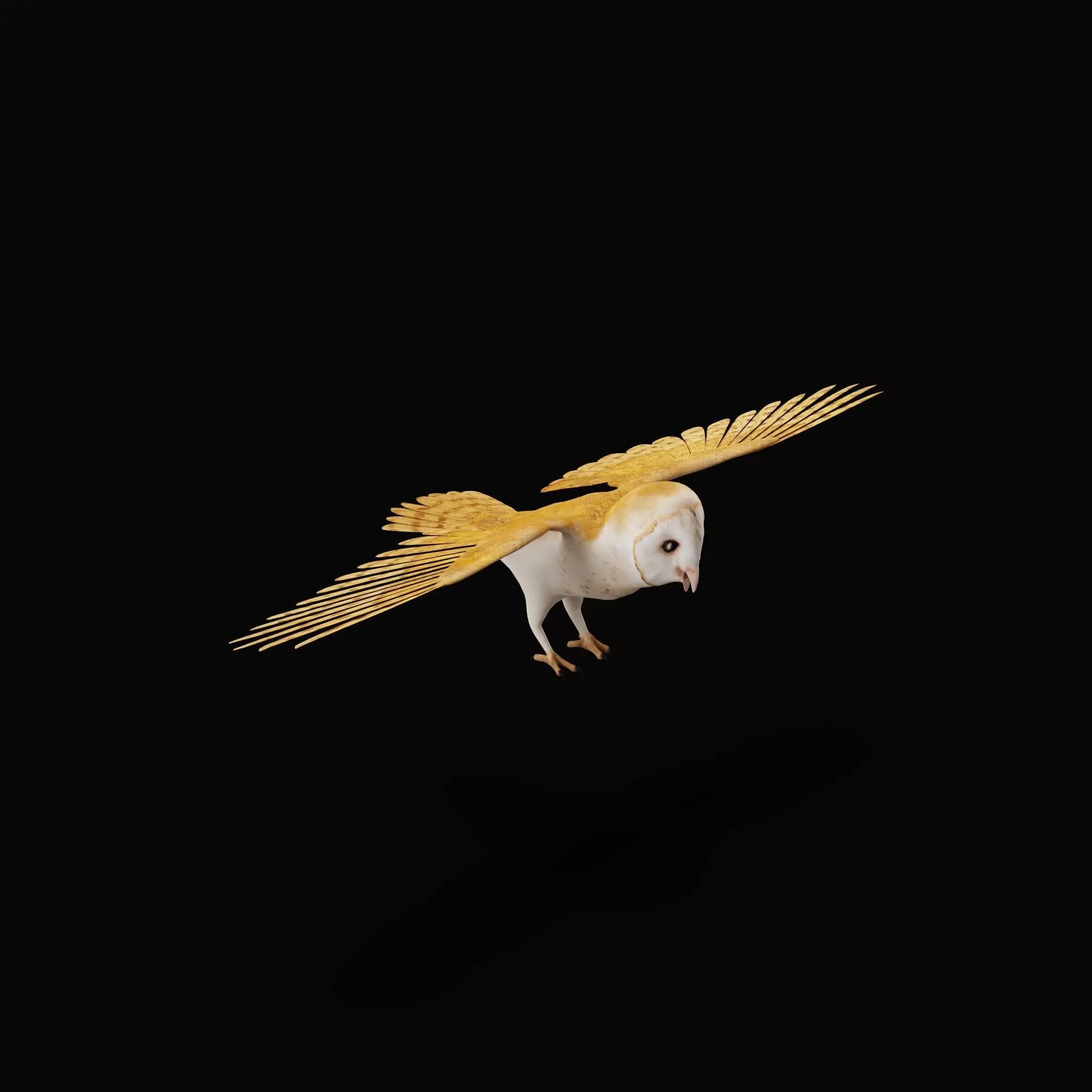 Asian Barn Owl Bird Low-poly 3D model_16