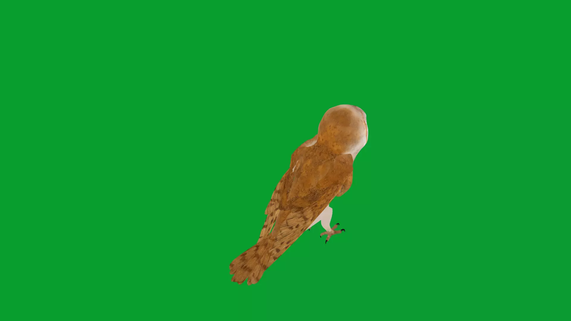 Asian Barn Owl Bird Low-poly 3D model_41