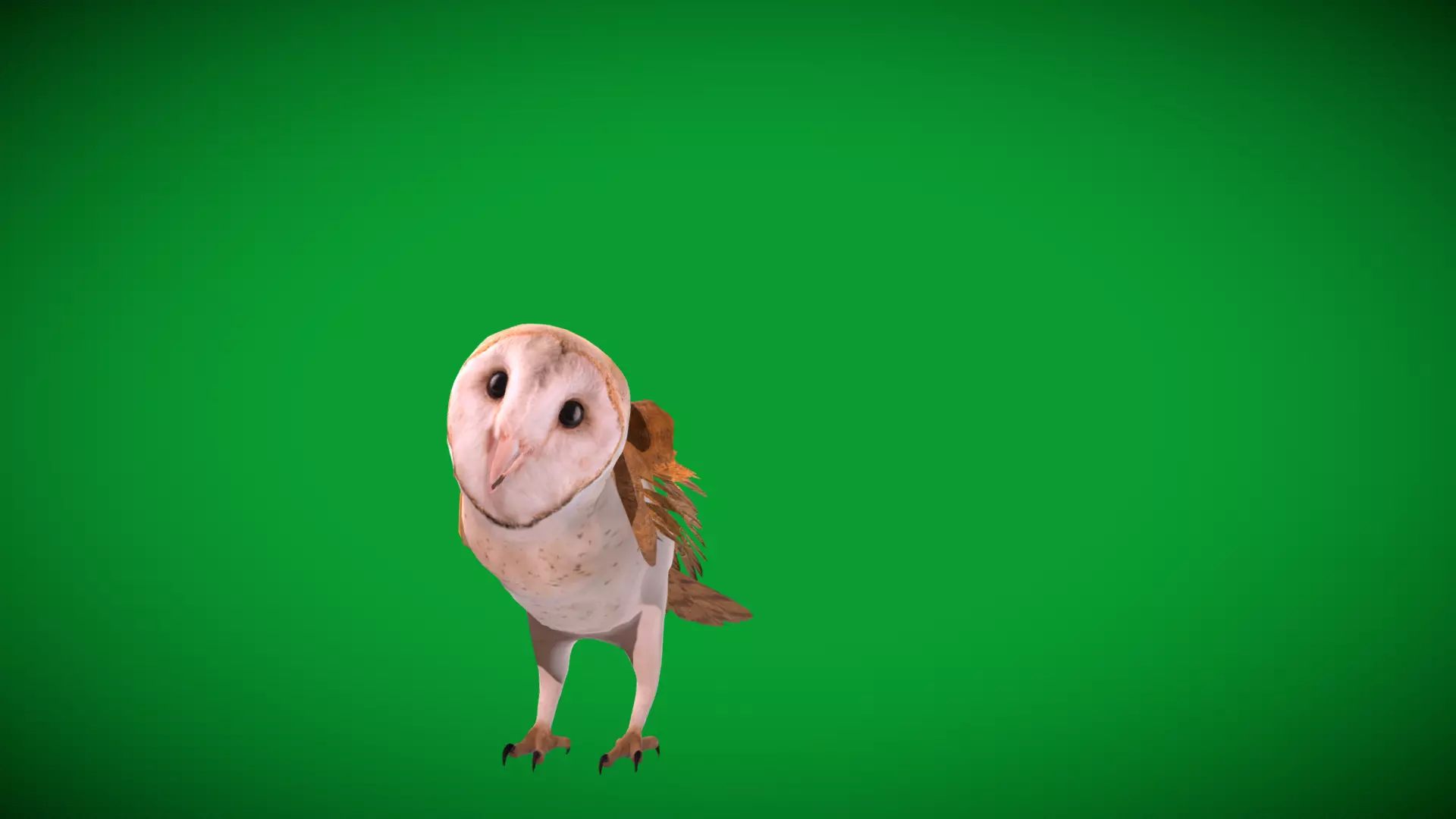 Asian Barn Owl Bird Low-poly 3D model_56