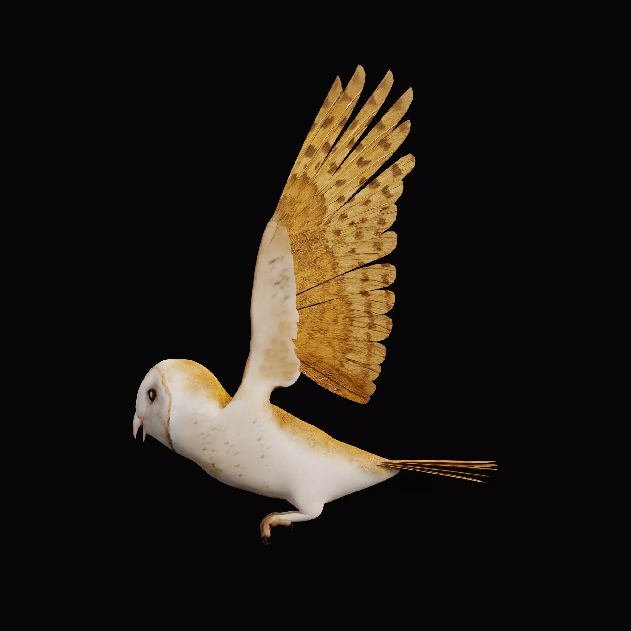 Asian Barn Owl Bird Low-poly 3D model_21