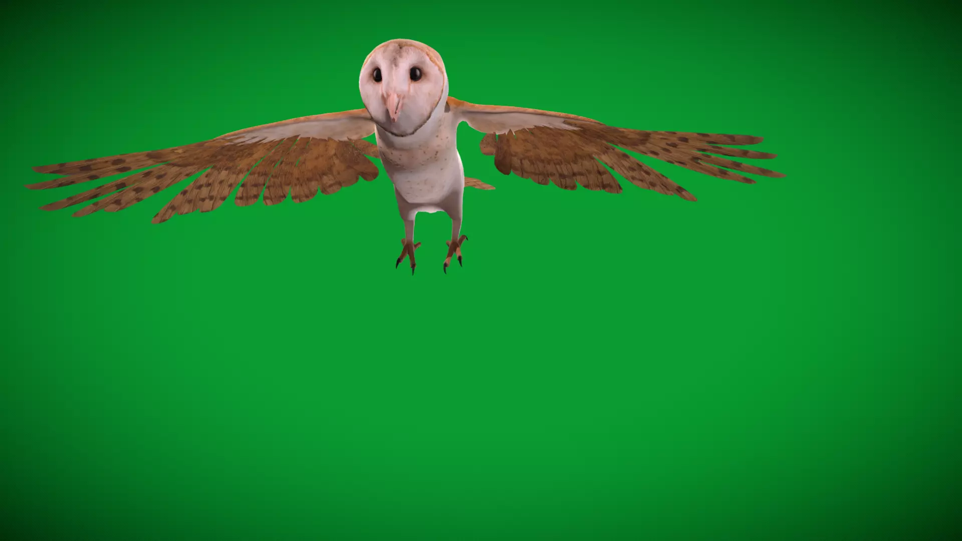 Asian Barn Owl Bird Low-poly 3D model_58