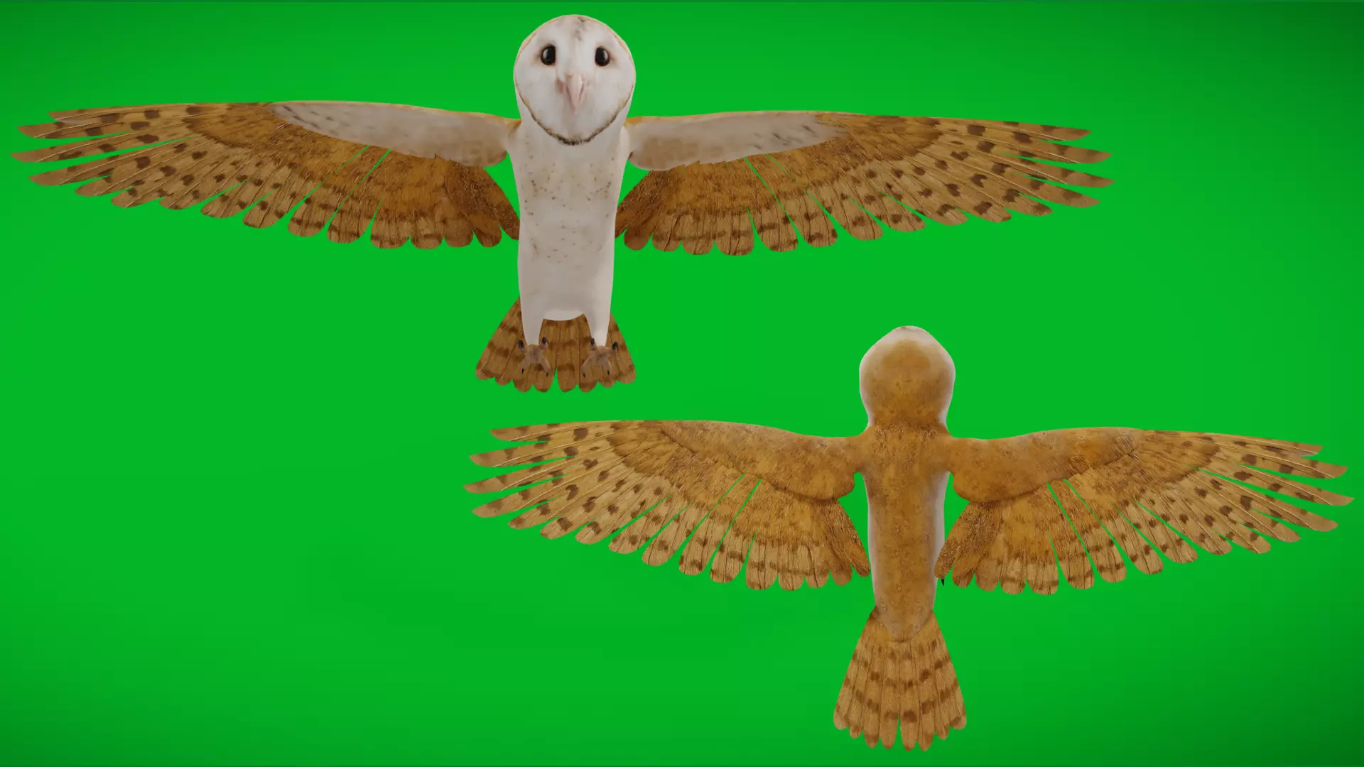 Asian Barn Owl Bird Low-poly 3D model_5