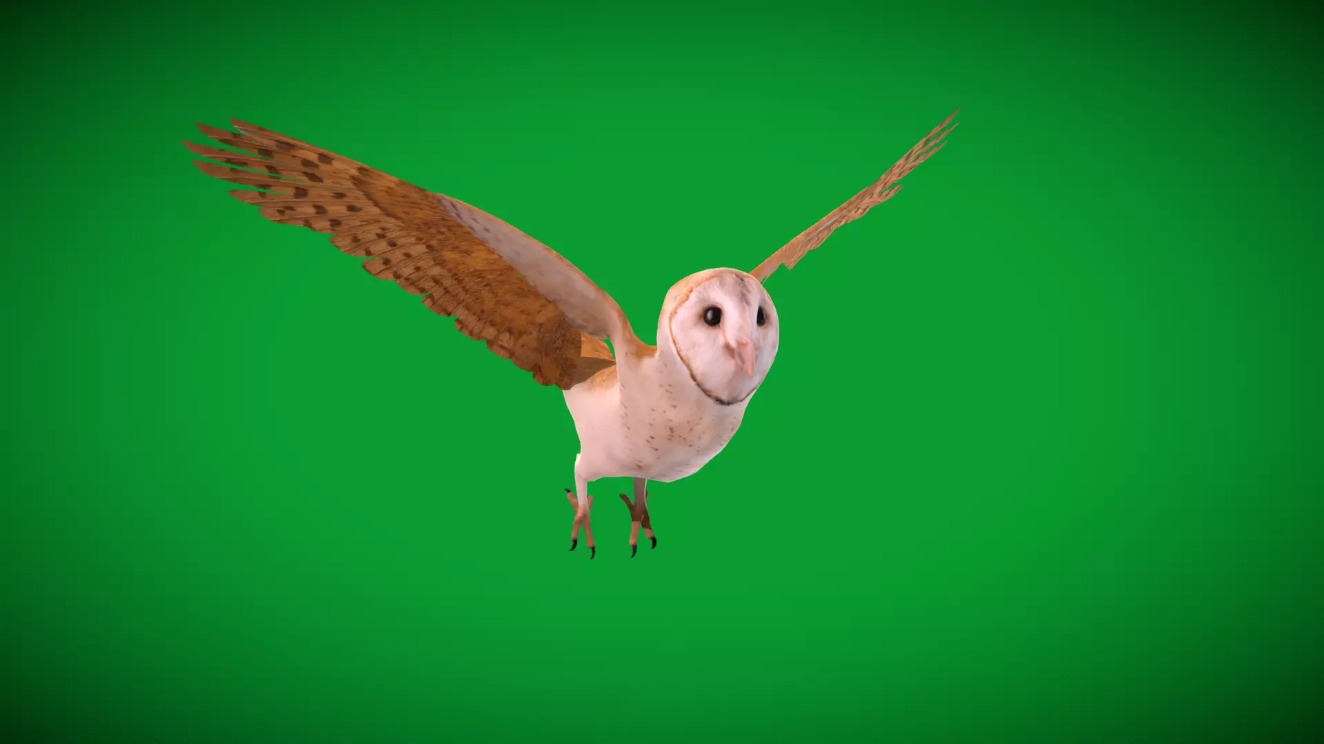 Asian Barn Owl Bird Low-poly 3D model_57