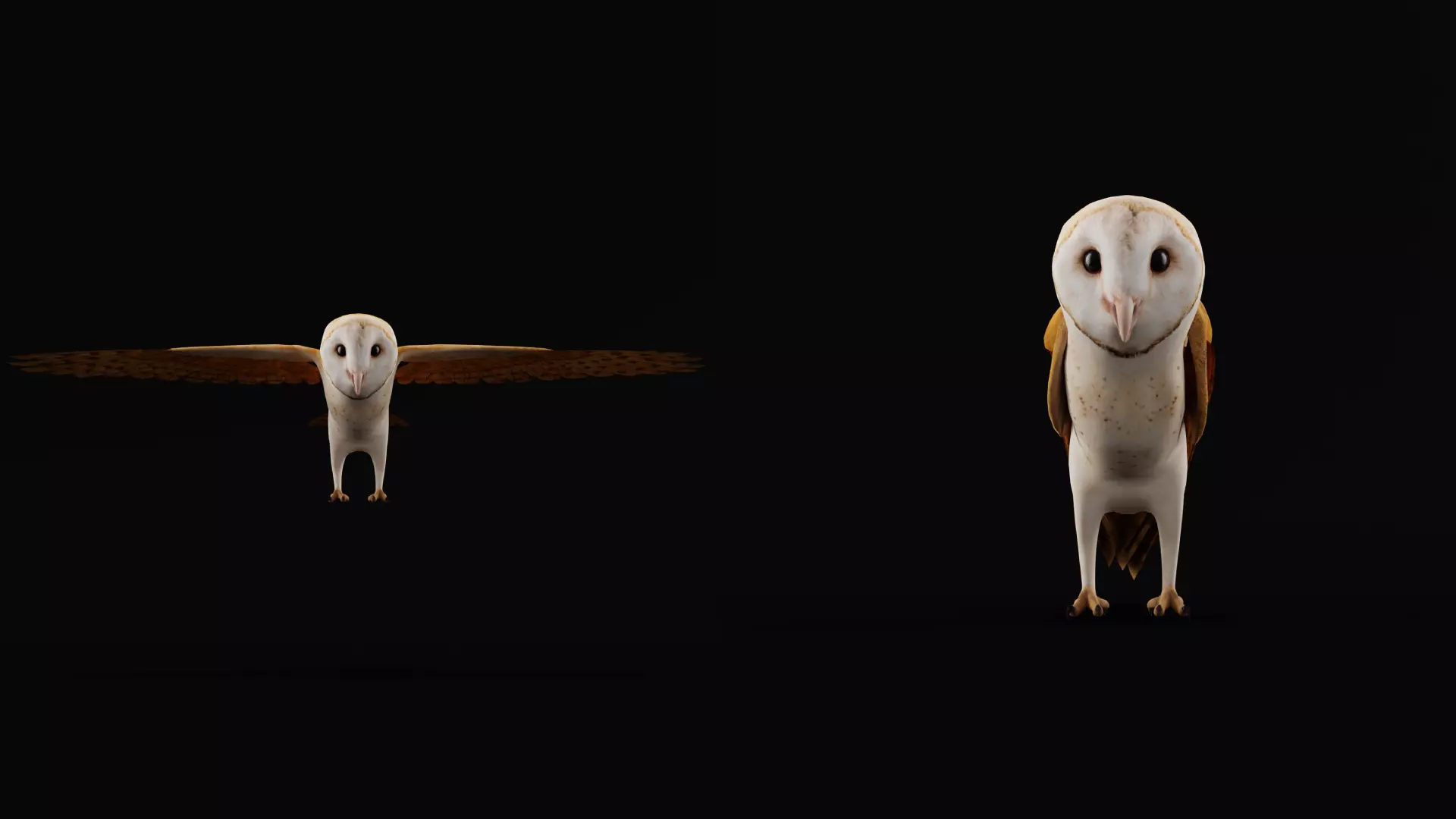 Asian Barn Owl Bird Low-poly 3D model_31