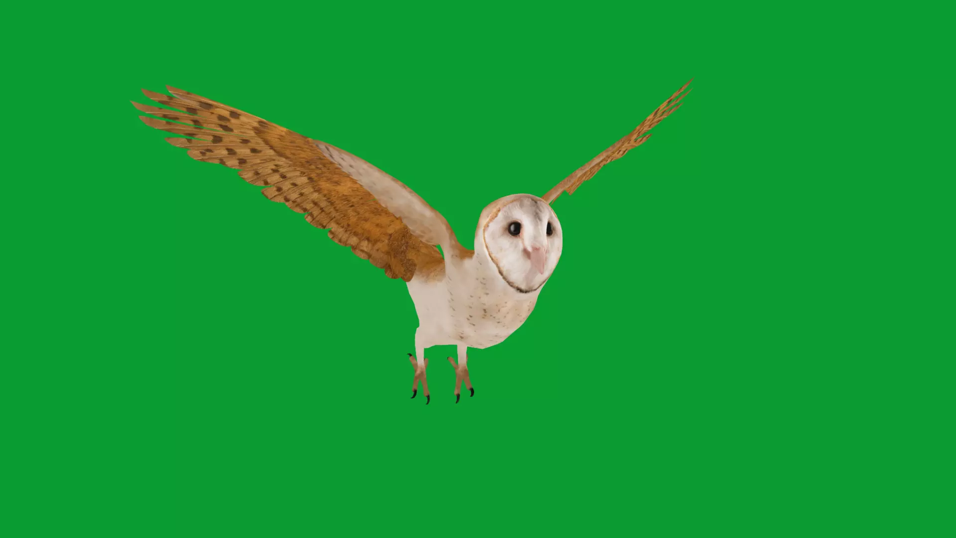 Asian Barn Owl Bird Low-poly 3D model_44