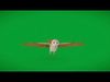 Asian Barn Owl Bird Low-poly 3D model_1
