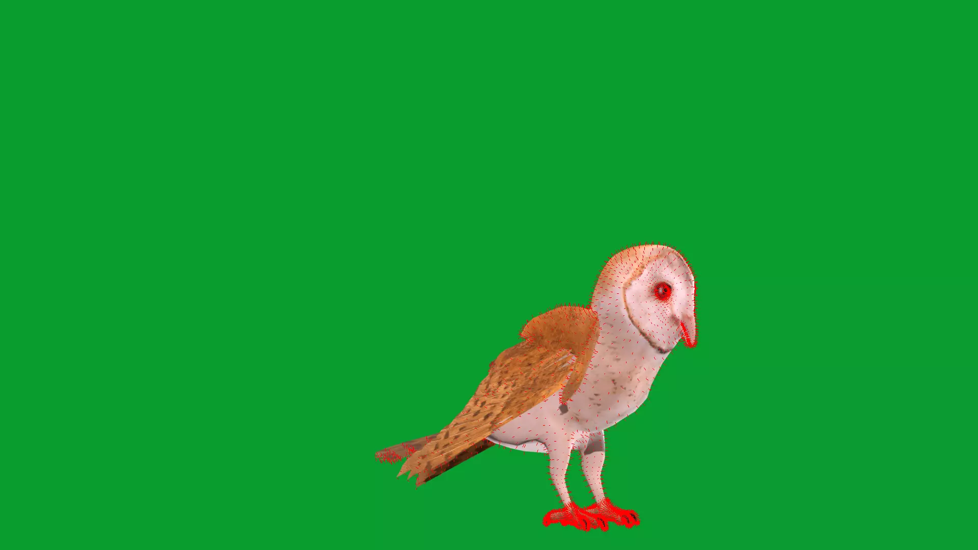 Asian Barn Owl Bird Low-poly 3D model_11