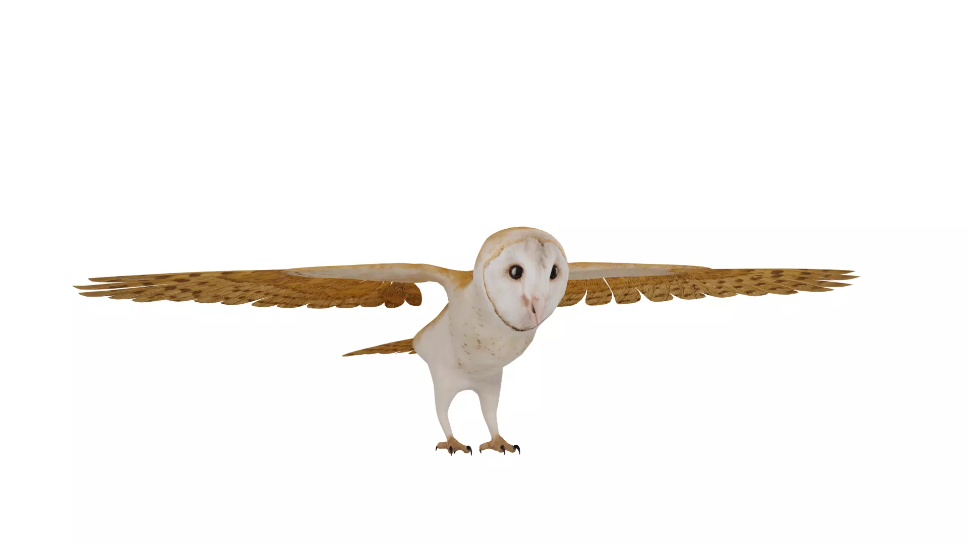 Asian Barn Owl Bird Low-poly 3D model_27