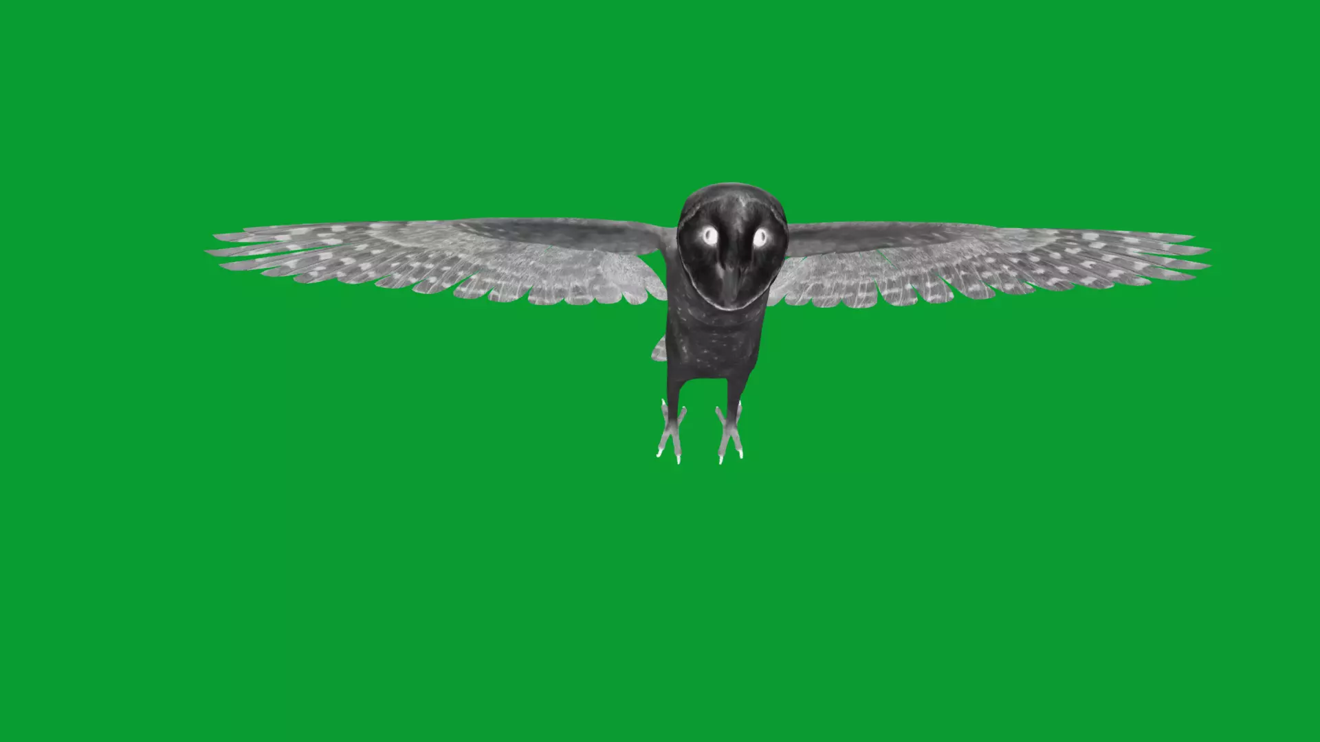 Asian Barn Owl Bird Low-poly 3D model_50
