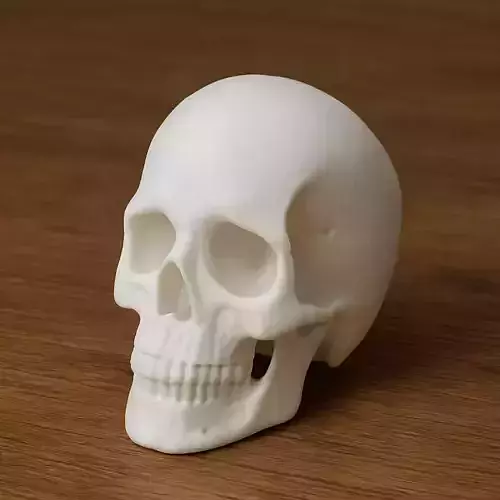 Skull Anatomy
