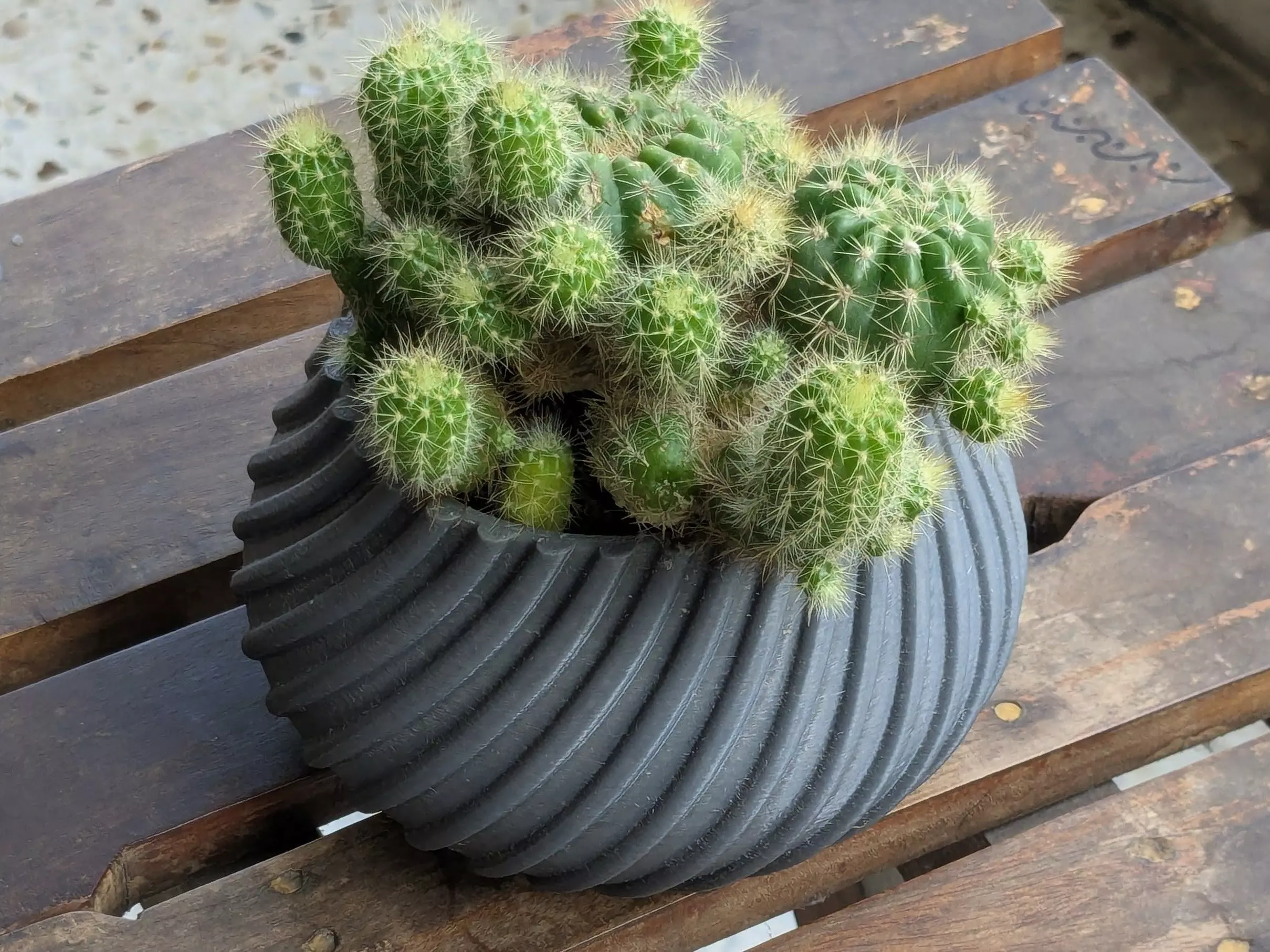 Spiral Cactus Pot A 3D Printed Minimalist Design Free 3D print model_3