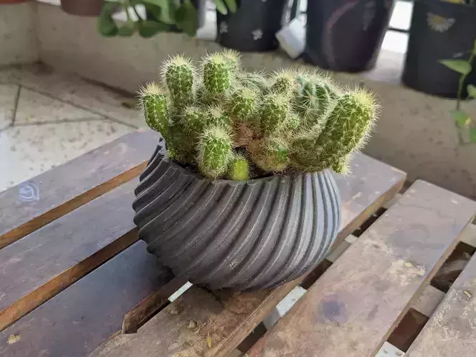 Spiral Cactus Pot A 3D Printed Minimalist Design