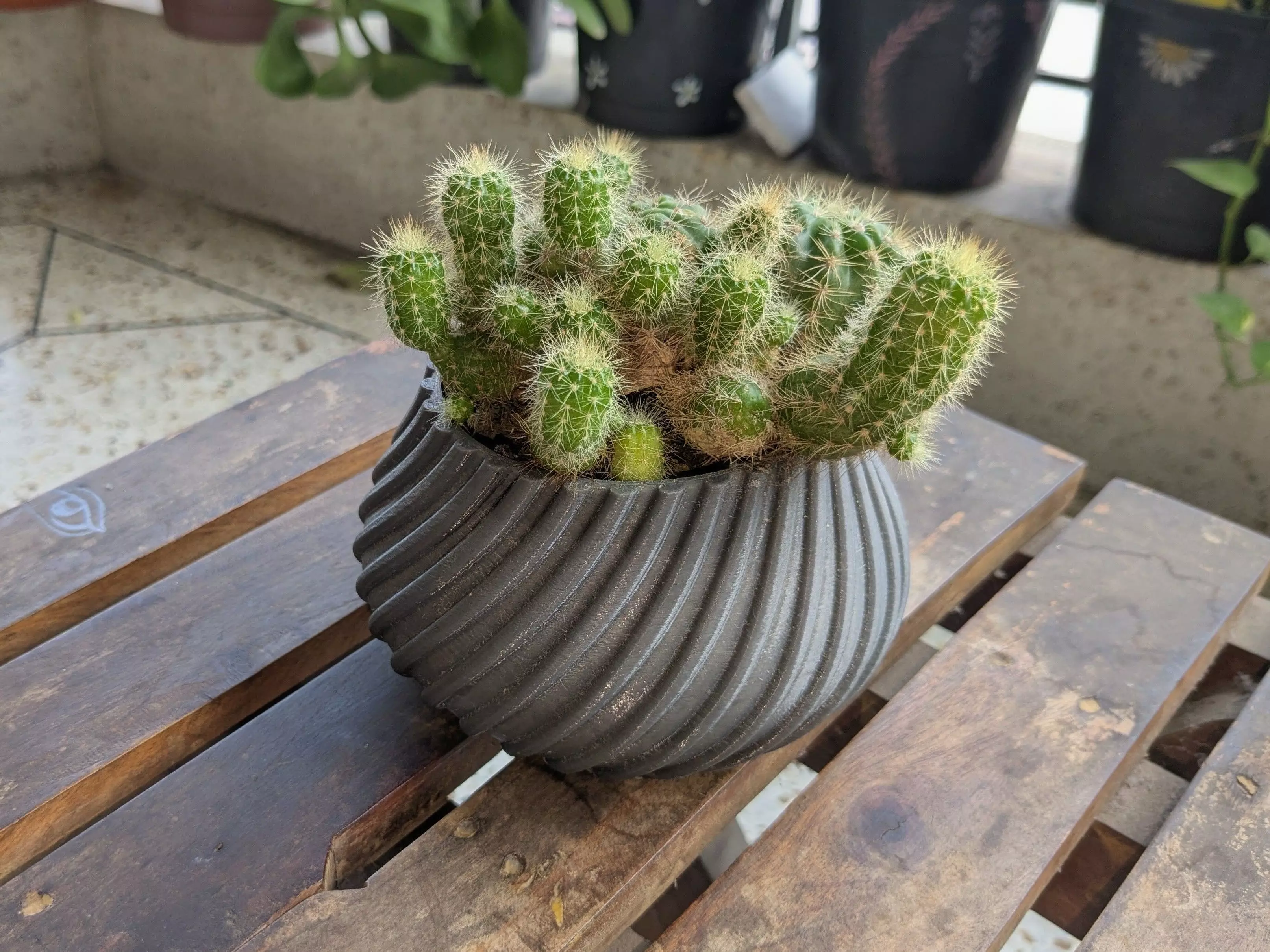Spiral Cactus Pot A 3D Printed Minimalist Design Free 3D print model_0