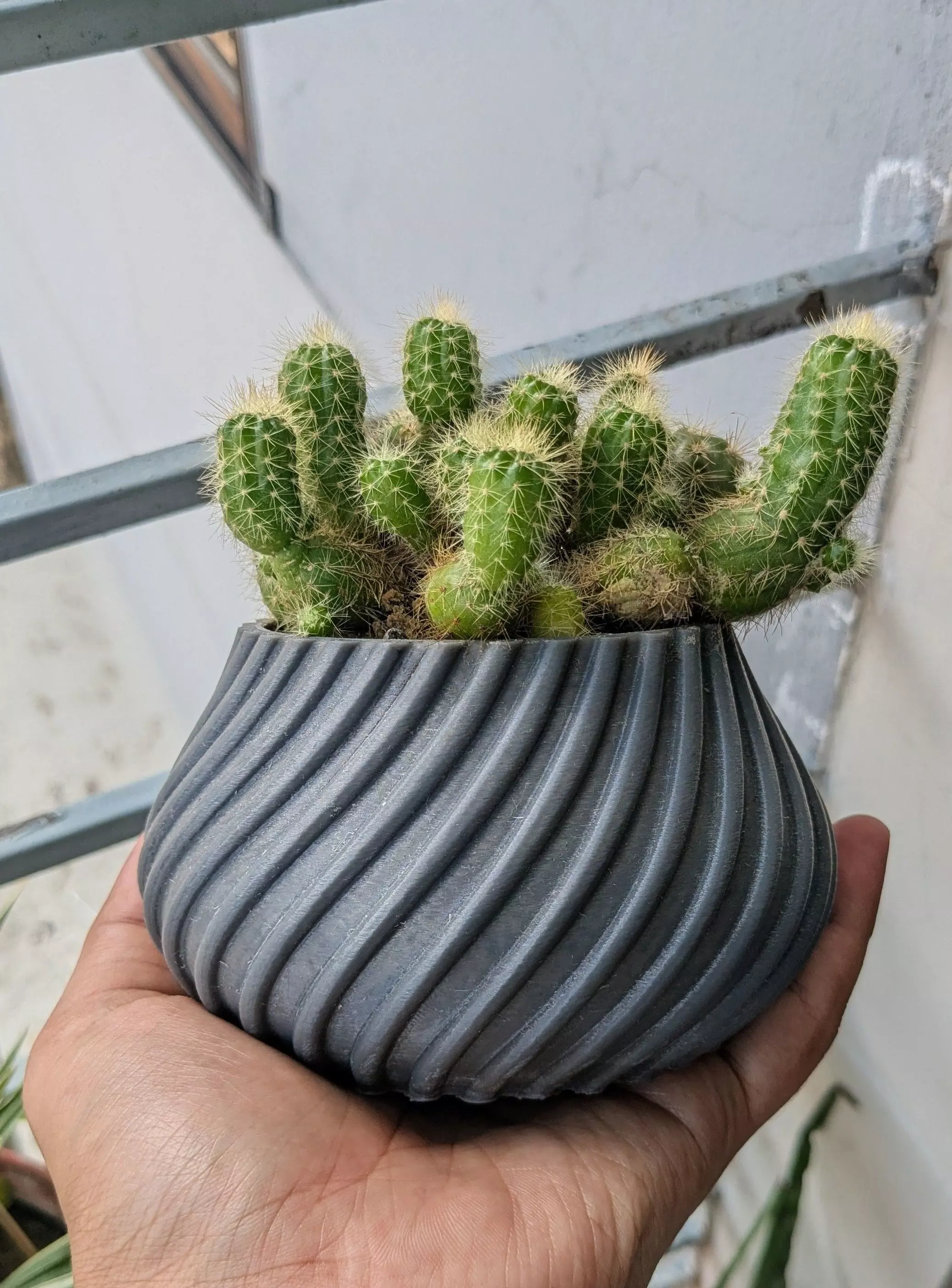 Spiral Cactus Pot A 3D Printed Minimalist Design Free 3D print model_1