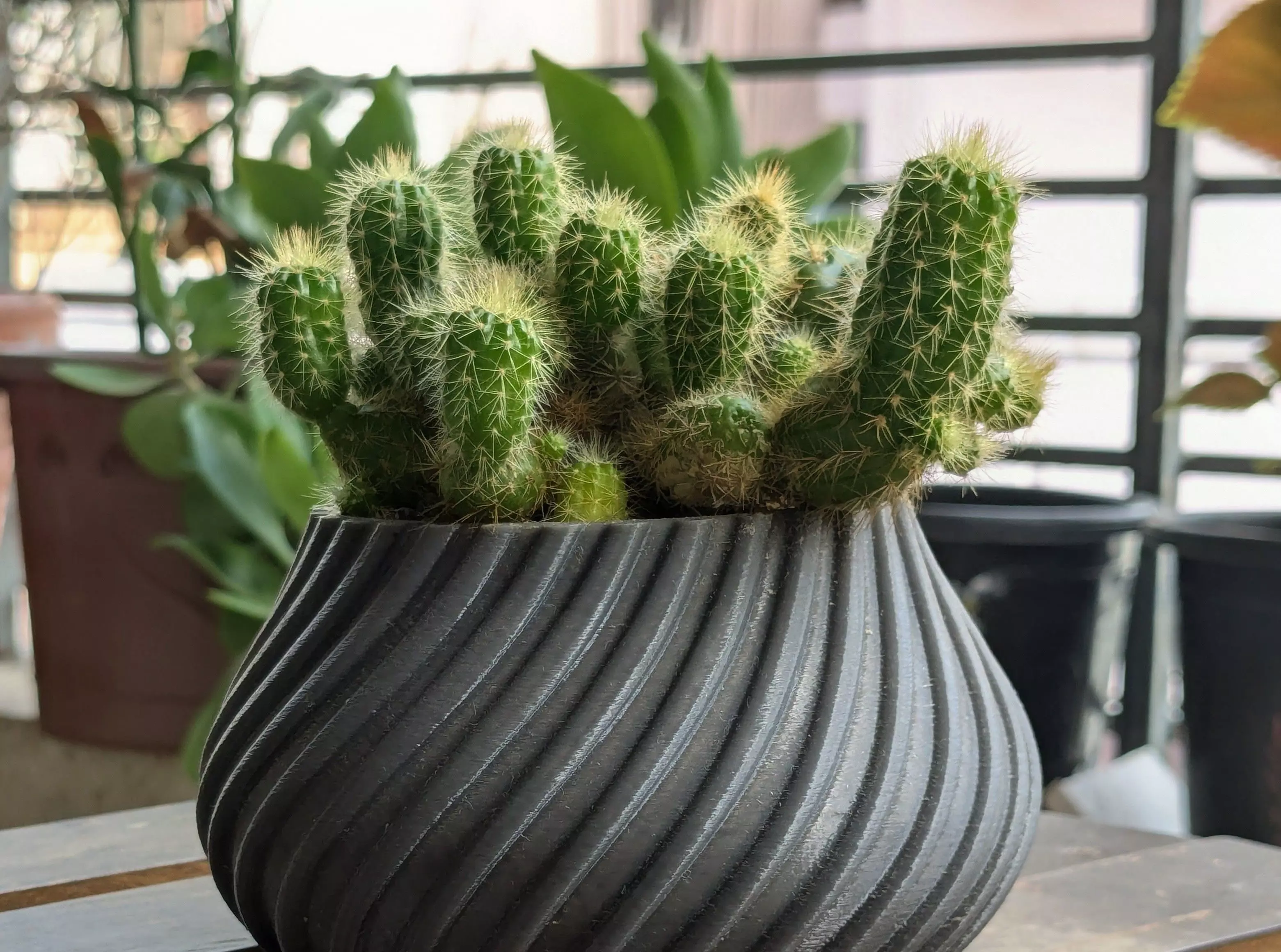 Spiral Cactus Pot A 3D Printed Minimalist Design Free 3D print model_2