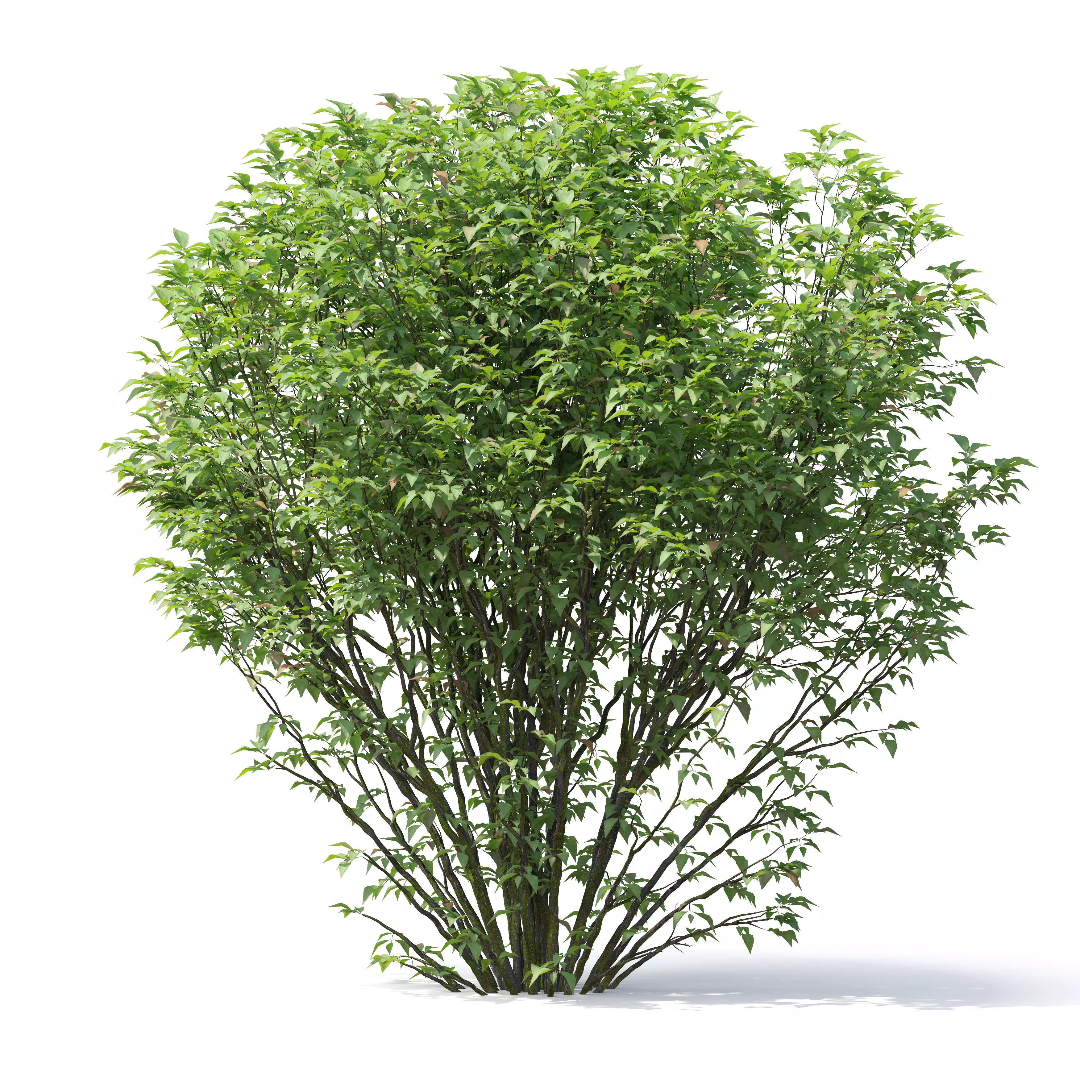 Abelia grandiflora 02 3D model_5