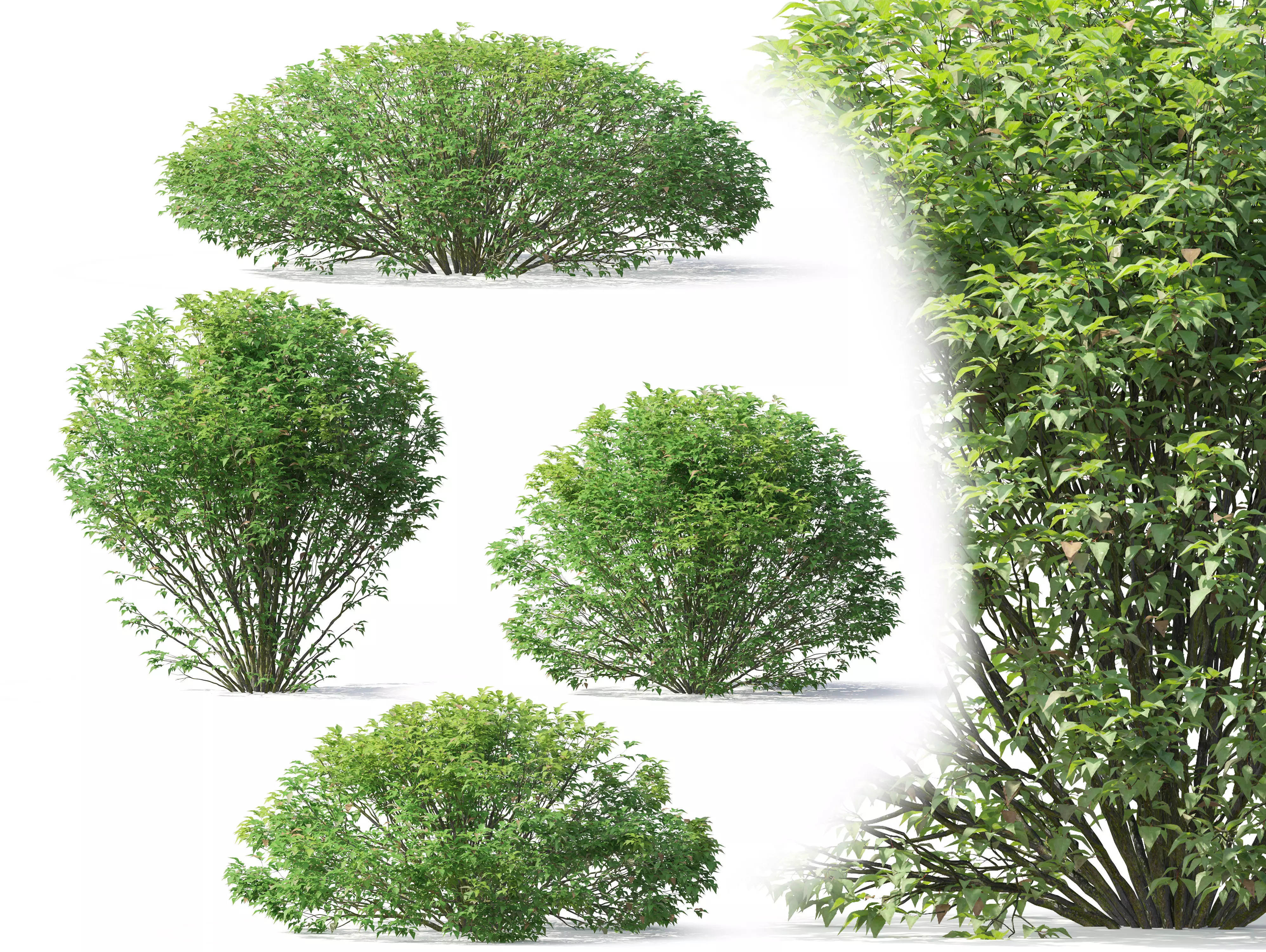 Abelia grandiflora 02 3D model_0