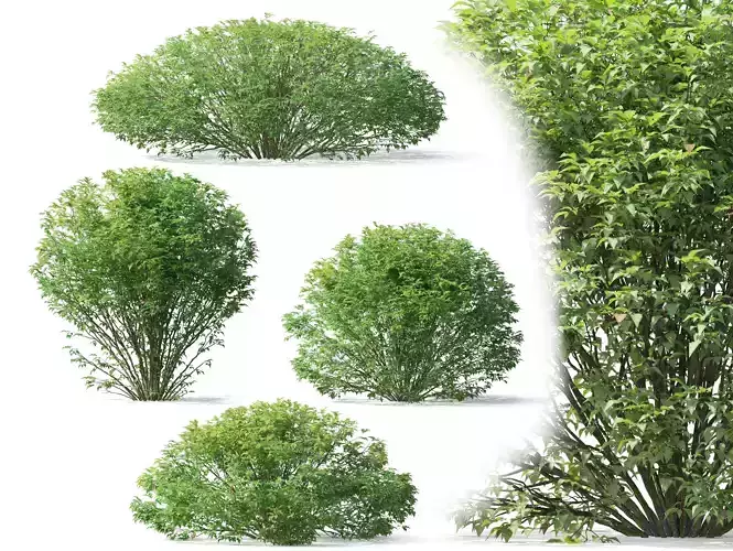 Abelia grandiflora 02