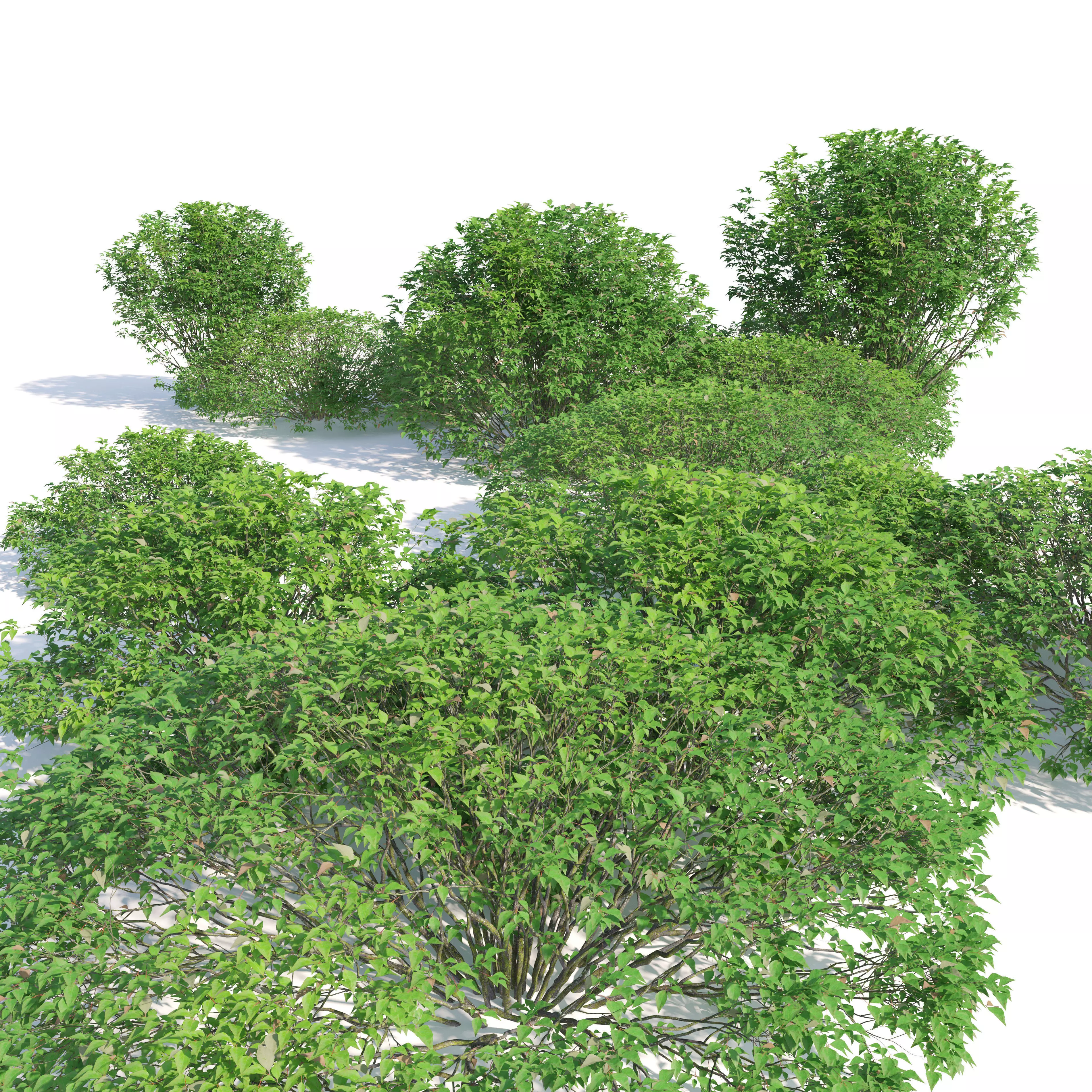 Abelia grandiflora 02 3D model_2