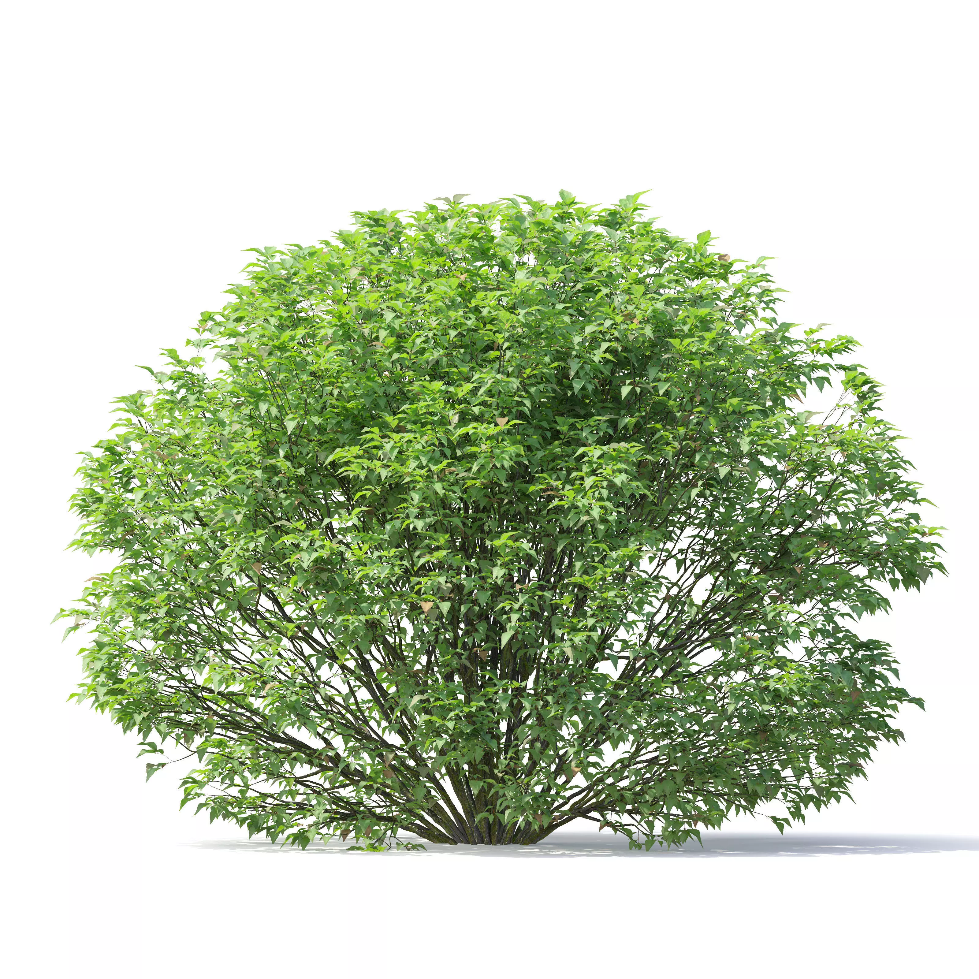 Abelia grandiflora 02 3D model_3