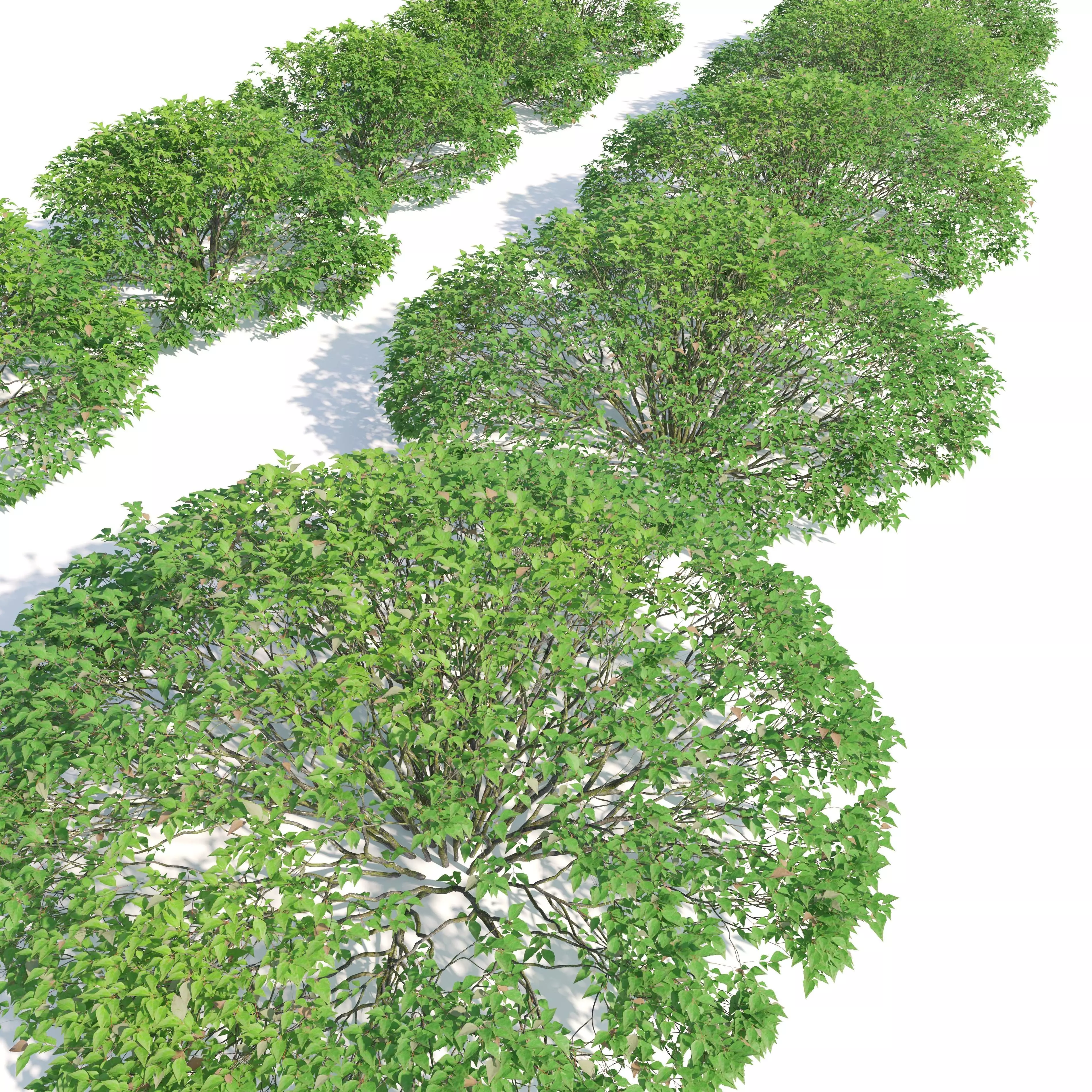 Abelia grandiflora 02 3D model_1