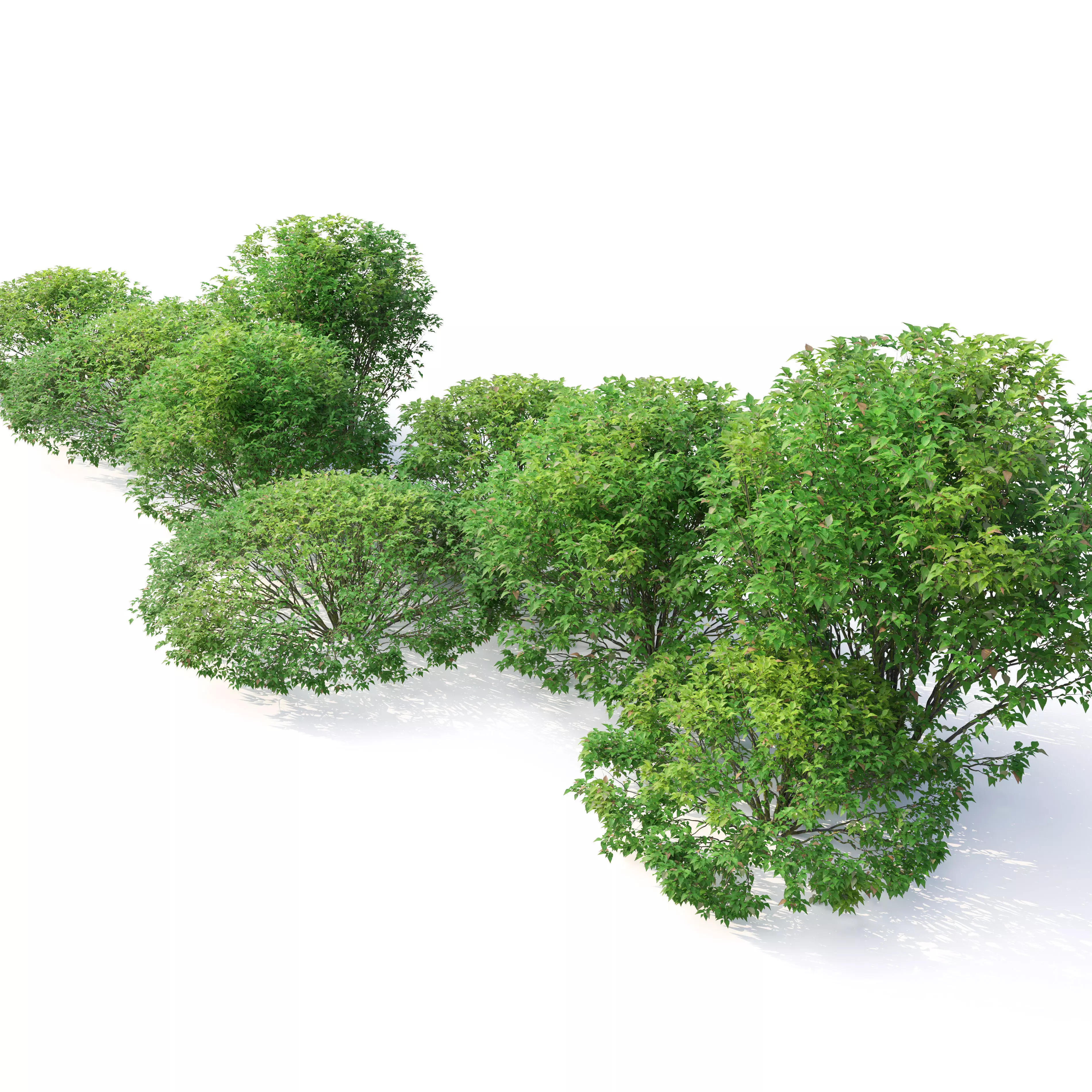 Abelia grandiflora 02 3D model_6