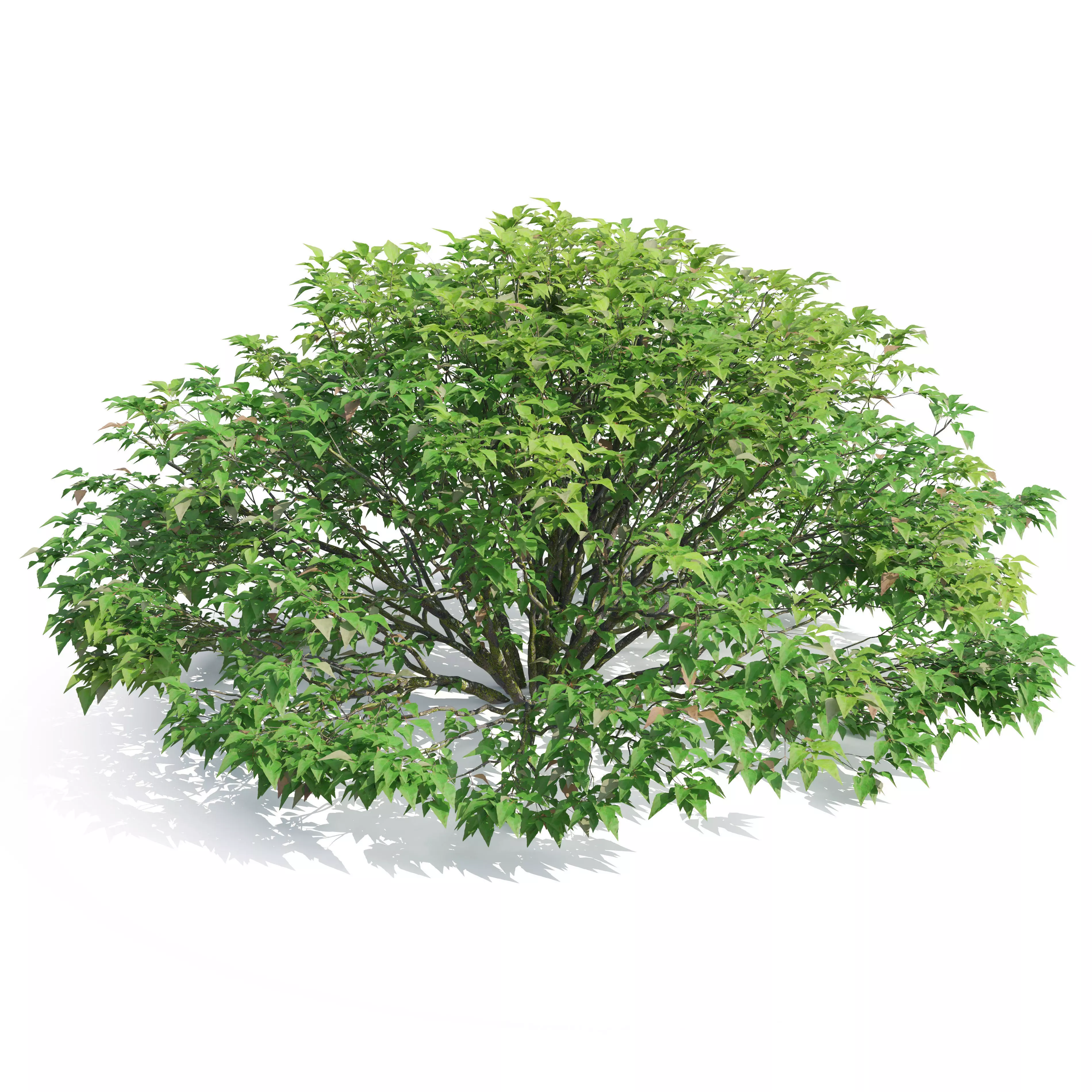 Abelia grandiflora 02 3D model_4