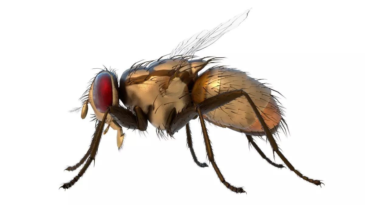 Musca domestica housefly Free 3D model_3