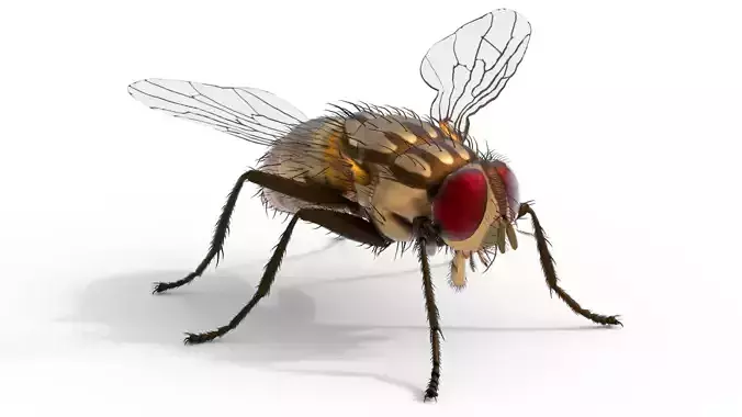 Musca domestica housefly