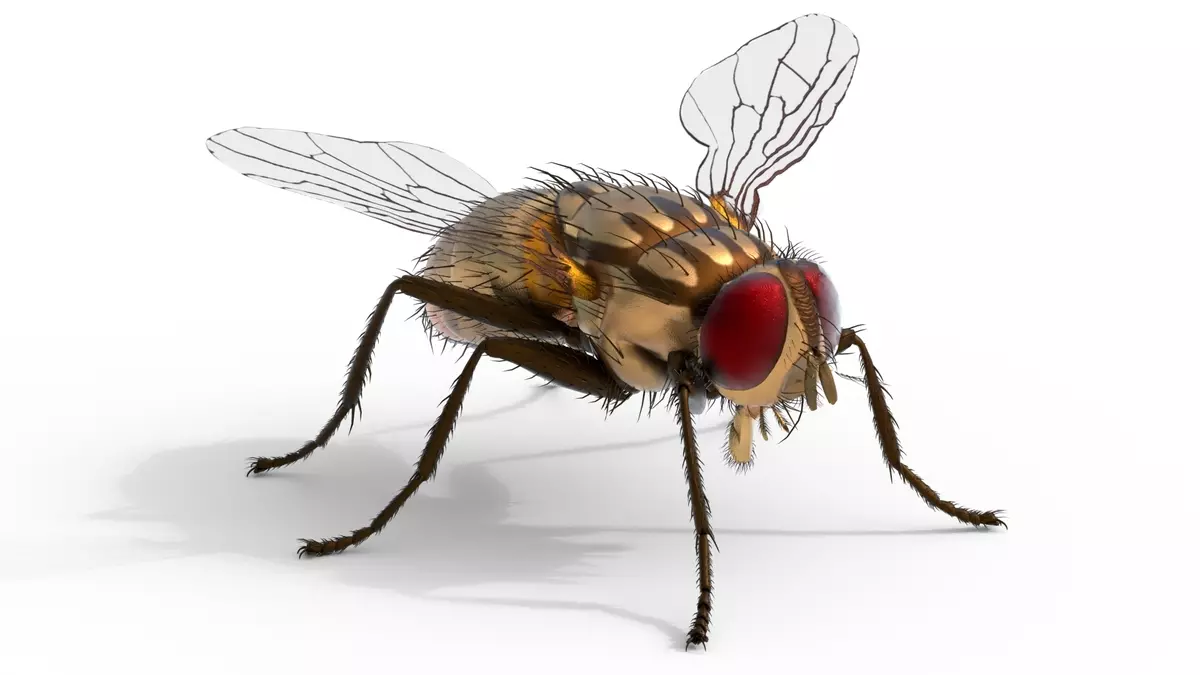 Musca domestica housefly Free 3D model_0