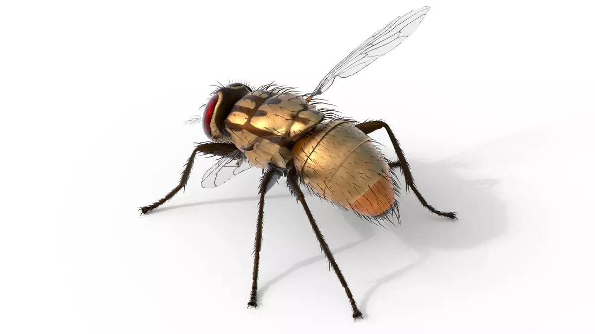 Musca domestica housefly Free 3D model_2