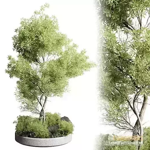 pot plant  tree oasis