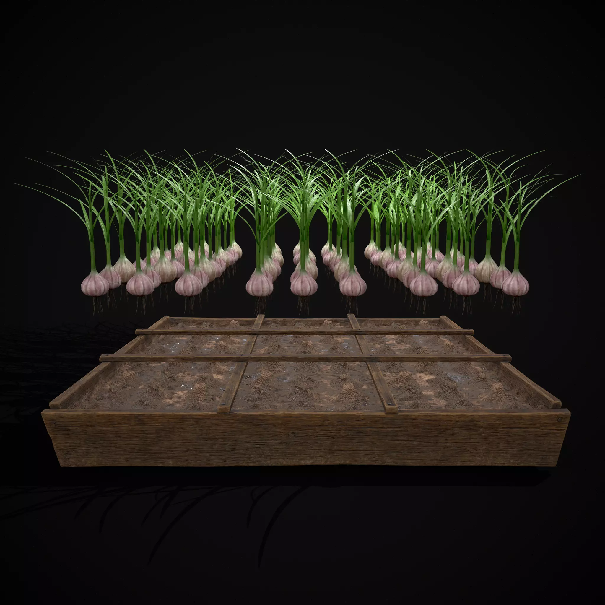 Square Planting Plot with Garlic Low-poly 3D model_18