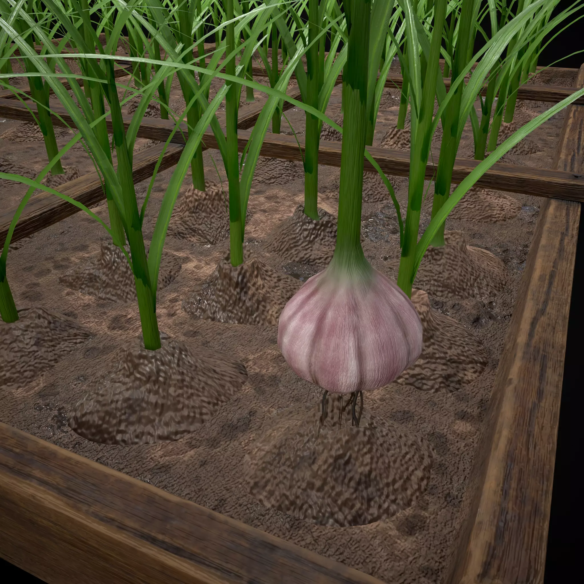 Square Planting Plot with Garlic Low-poly 3D model_14