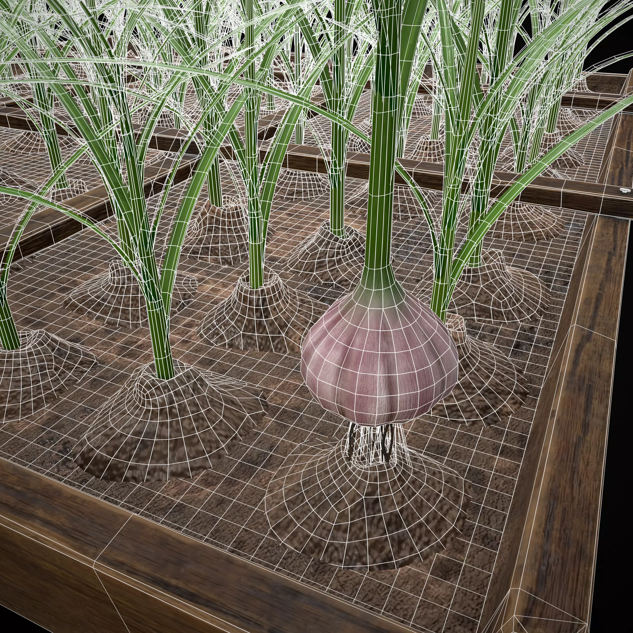 Square Planting Plot with Garlic Low-poly 3D model_15