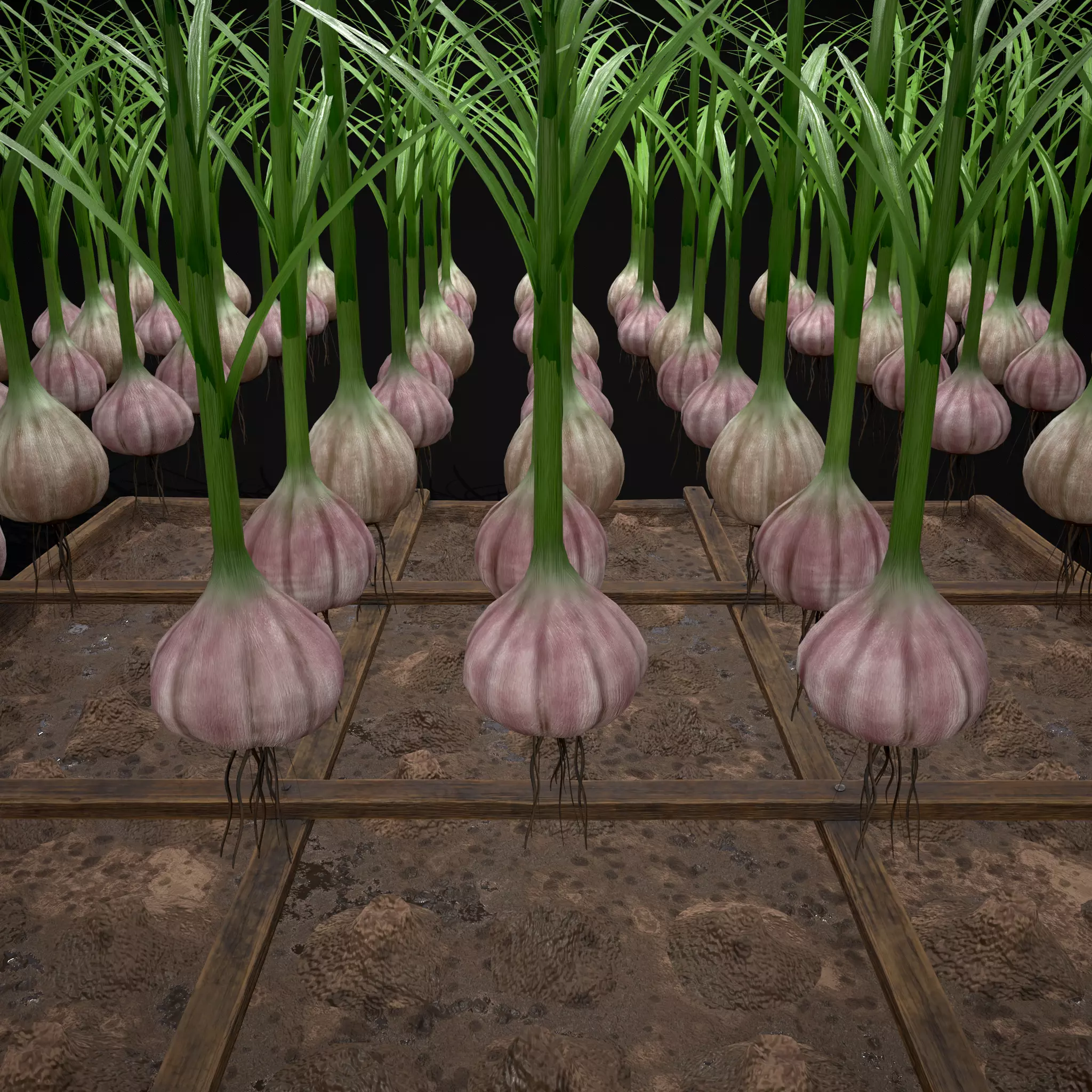 Square Planting Plot with Garlic Low-poly 3D model_20