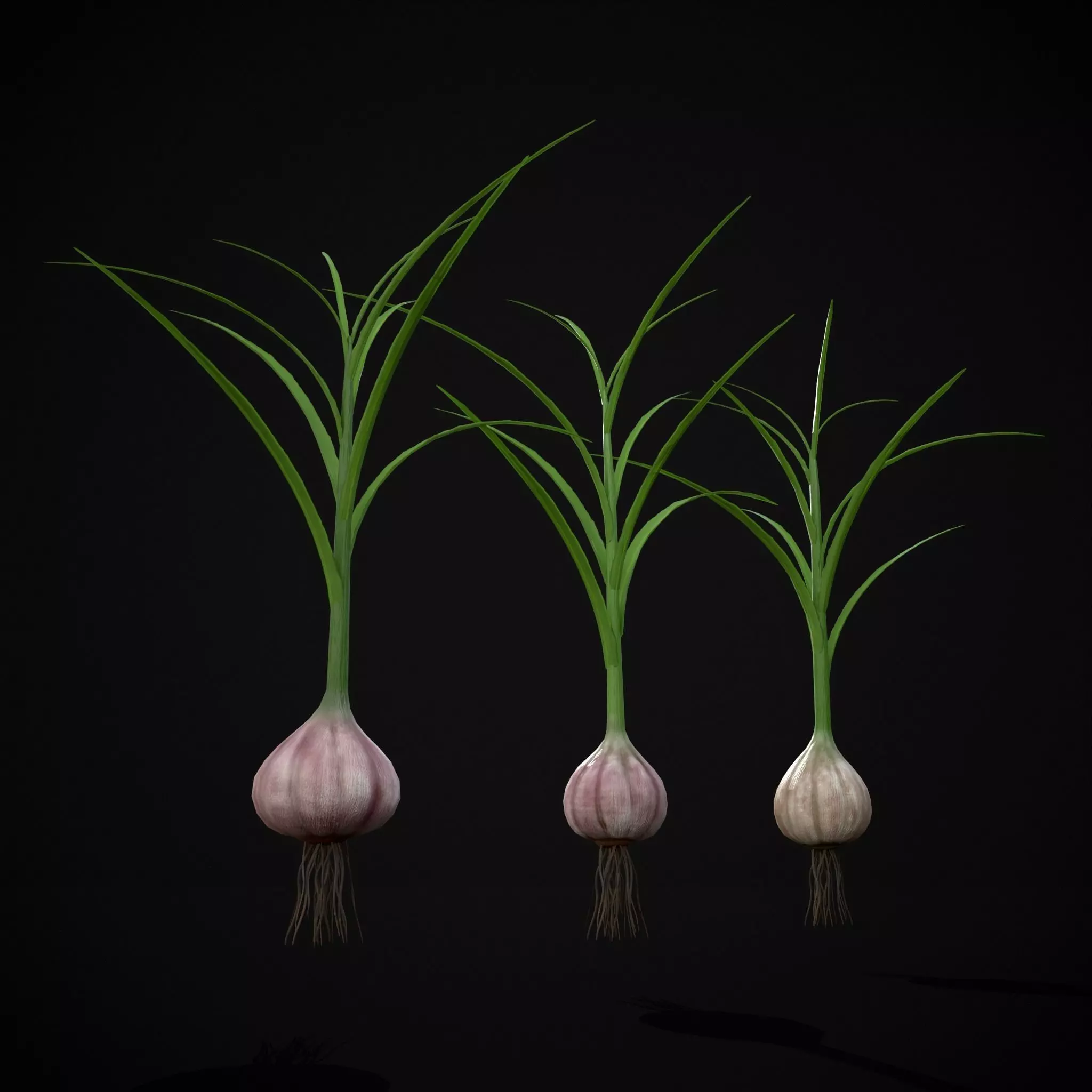Square Planting Plot with Garlic Low-poly 3D model_26